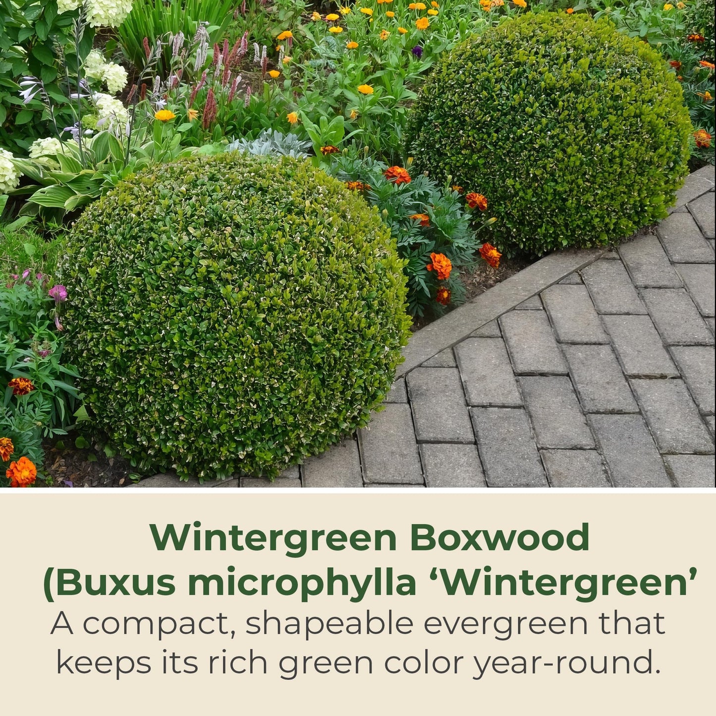 Wintergreen Boxwood Live Evergreen Shrub – Dense Green Foliage Grows Upto 4 ft in 1 Gal Grower Container – Easy-Prune Landscape Plant for Borders, Hedges & English Gardens, USDA Zones 4–9, 1-Pack