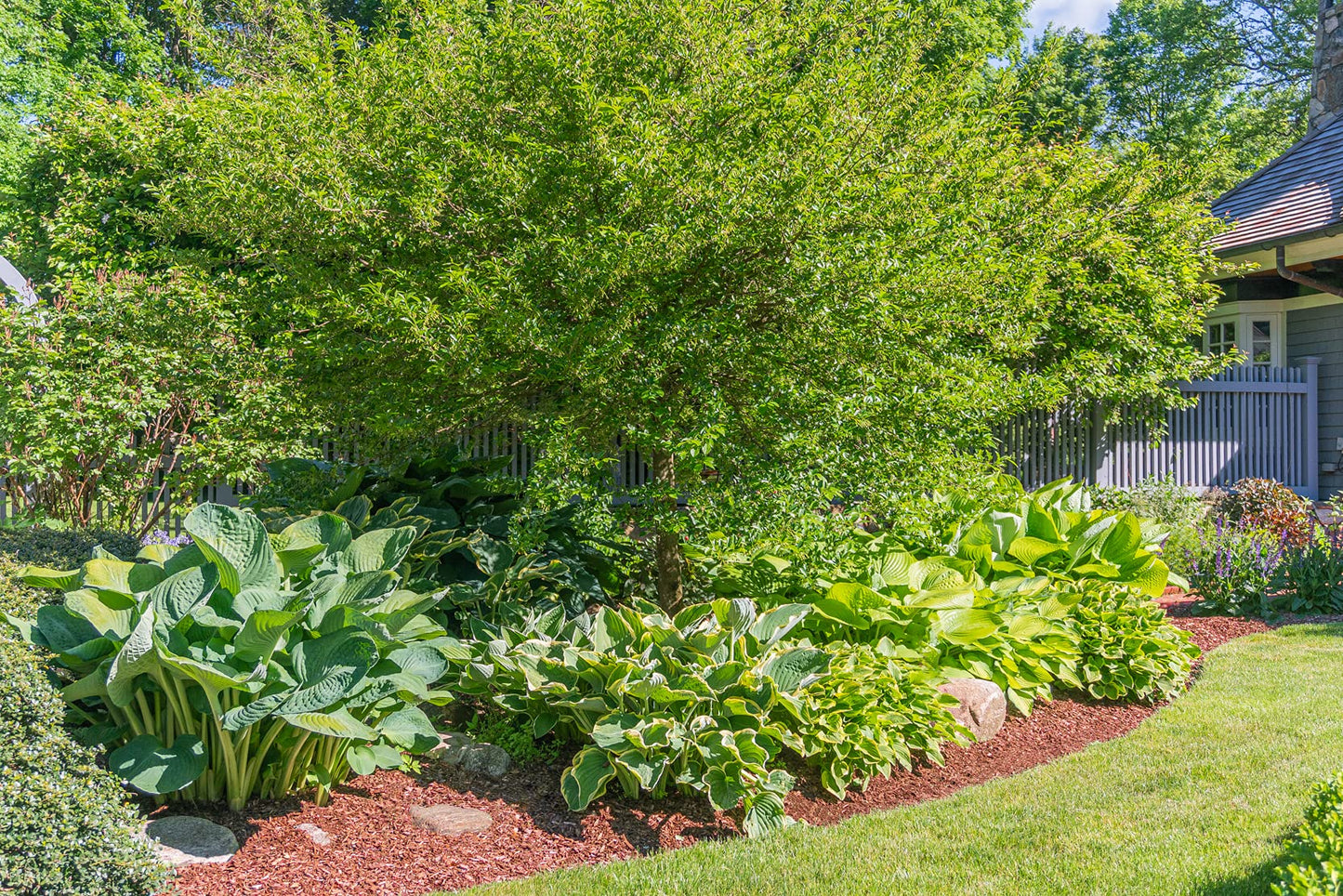 3 Big & Giant Hosta Perennial Mix, Blue-Green and Yellow-Green Masssive Large Leaves | Perfect for Trim, Shade, Flower and Landscaper Gardens Attract Butterflies and Pollinatiors