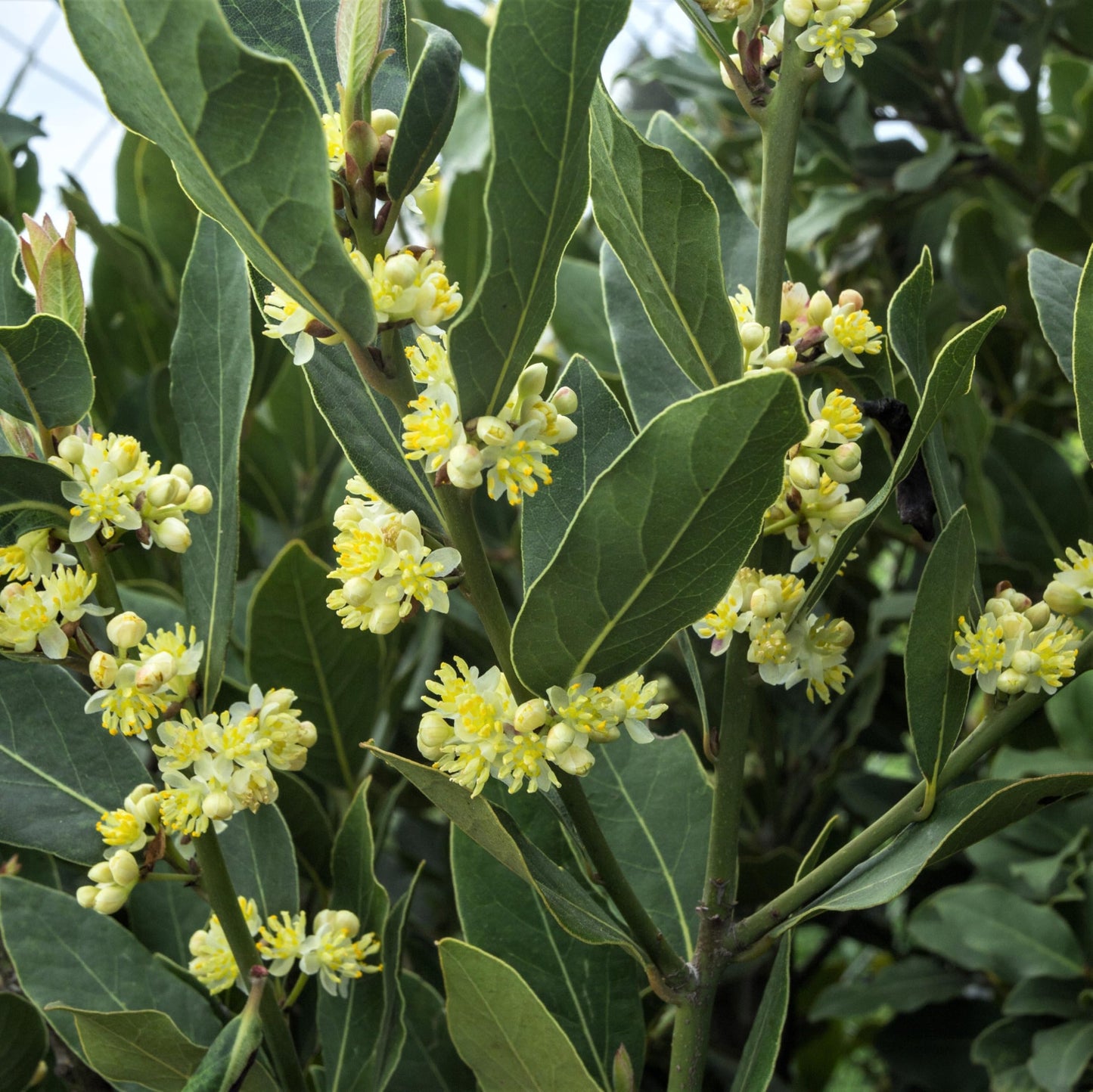 Easy to Grow Bay Laurel 1 Plant - Potted Shrub Herb in Quart Grower Pot, Aromatic Foliage Used in Cooking (Sweet Bay)