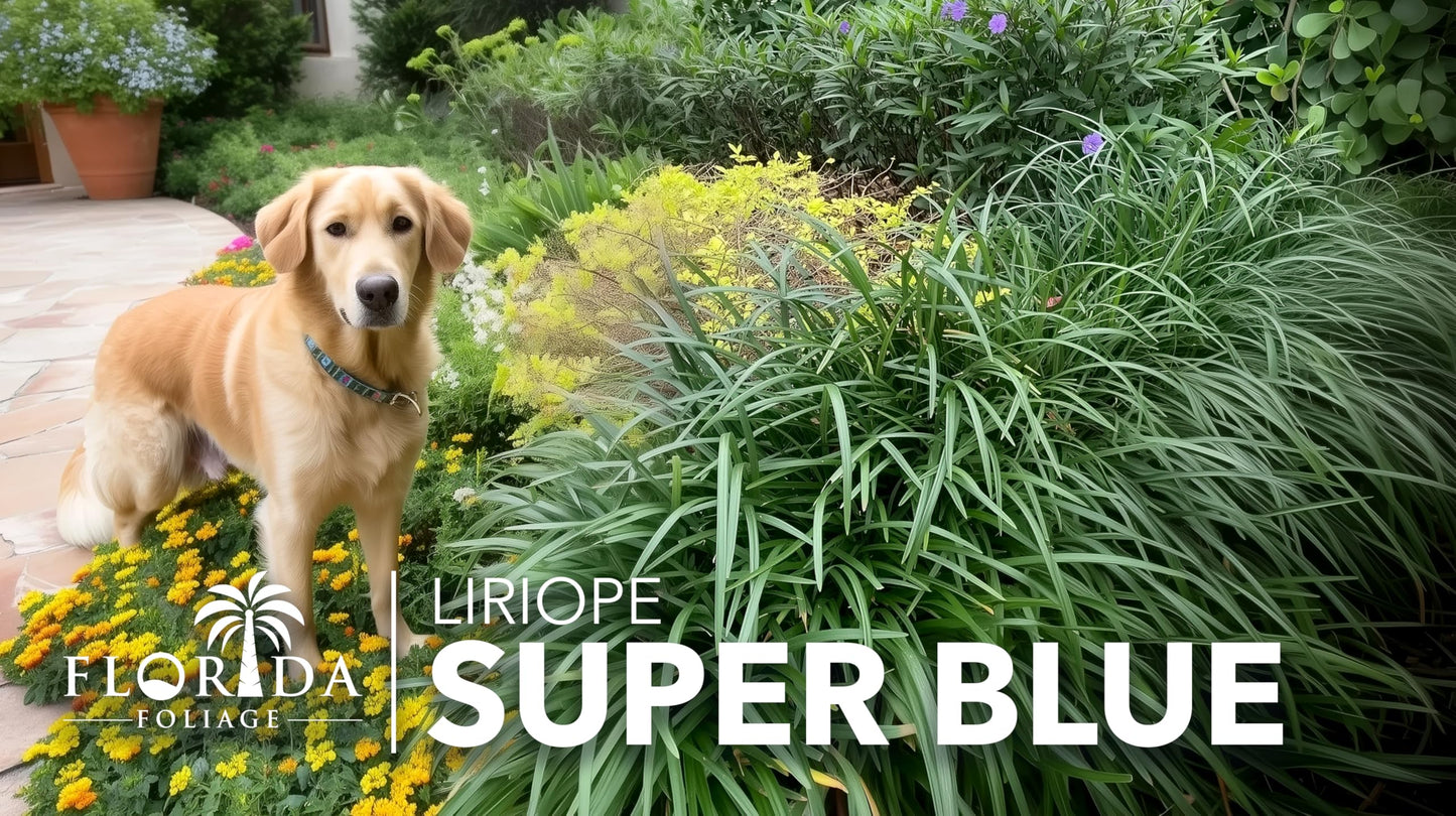 Super Blue | 20 Live Plants | Liriope Muscari | Ground Cover Plant, Ornamental Grass, Drought Tolerant, Low Maintenance, Evergreen Foliage, Purple Flower Spikes, Shade Garden Favorite, Easy to Grow