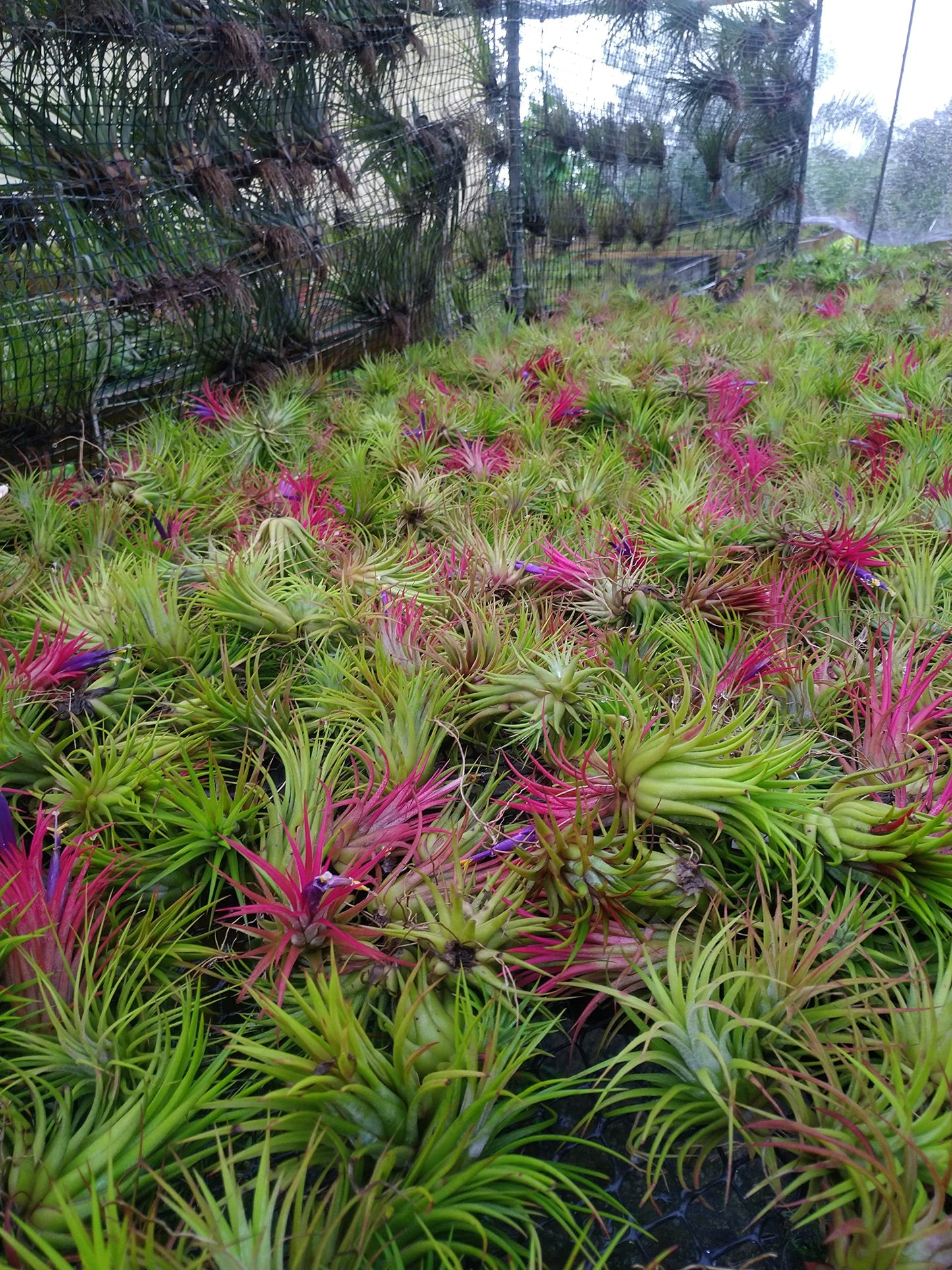 It Blooms Rainforest Grown 10 Pack Assorted Air Plants - Live Tillandsia - Easy Care House Plants -