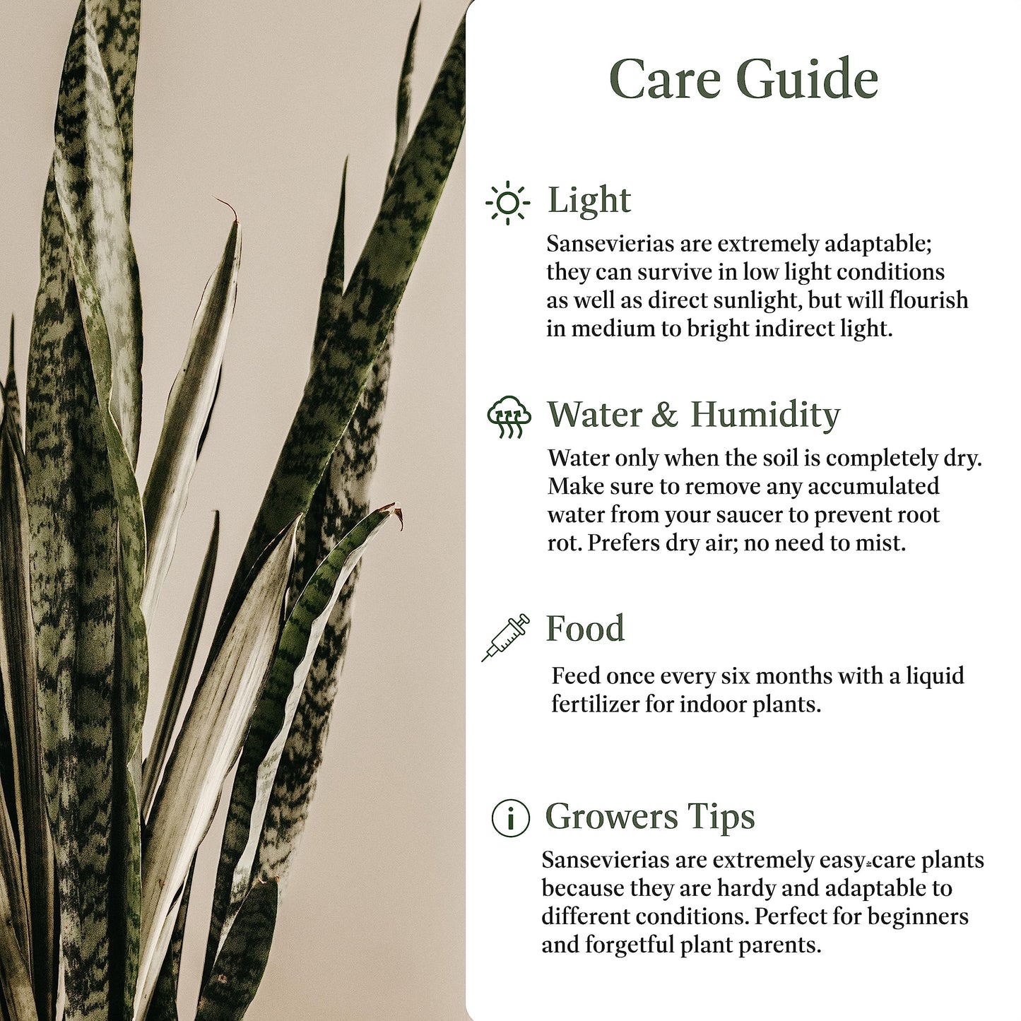 American Plant Exchange Snake Plant – Large 10-Inch Pot Green Sansevieria Zeylancia, Low-Maintenance, Air-Purifying Live Houseplant for Home, Office, or Outdoor Patio Garden Décor