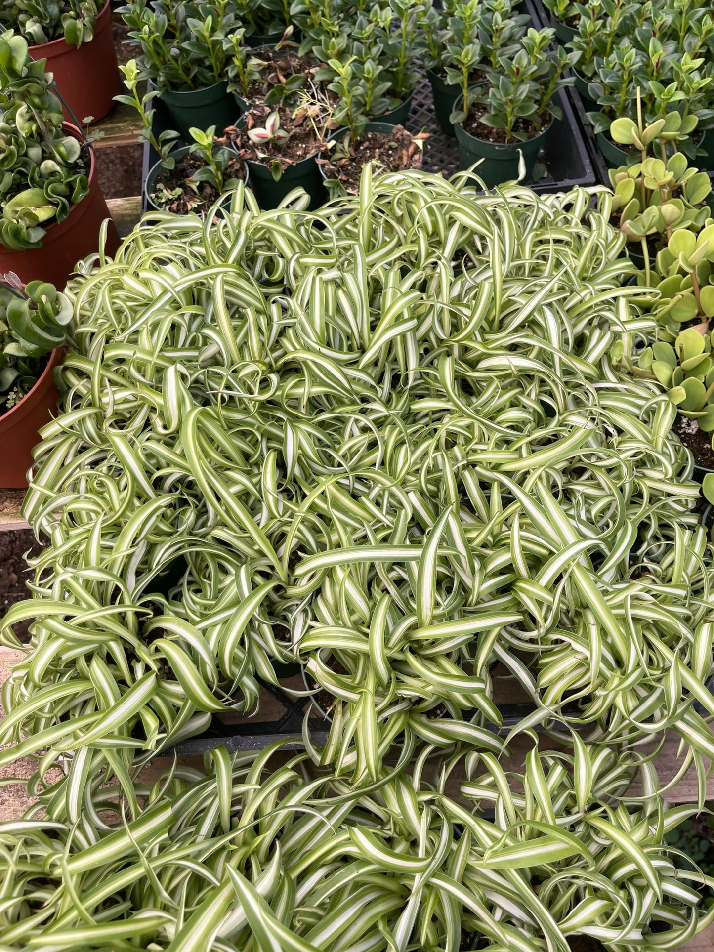 Live Spider Plant (Chlorophytum Comosum) Bonnie Curly (2 Pack) – 4 Inch Potted Indoor Houseplant, Easy Care Air Purifying Plant Full Pot