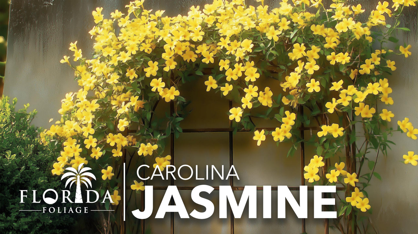 Carolina Jasmine | 1 Large Trade Gallon Size Plants | Gelsemium sempervirens | Evergreen Climbing Vine | Yellow Flowering Landscape Plants