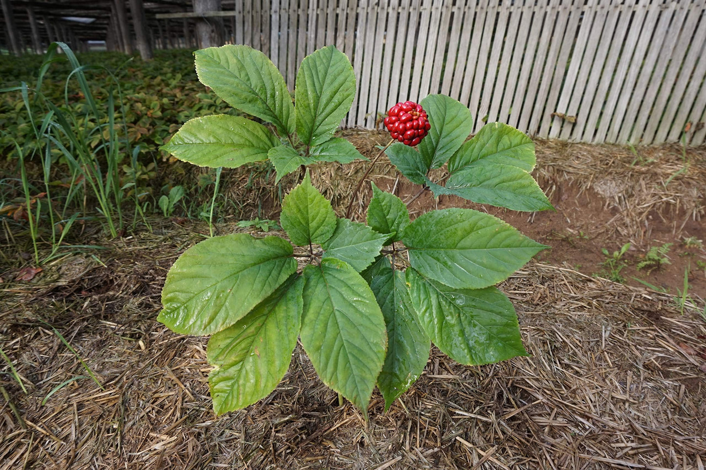 Stratifed Ginseng Seed 1 Pound Package