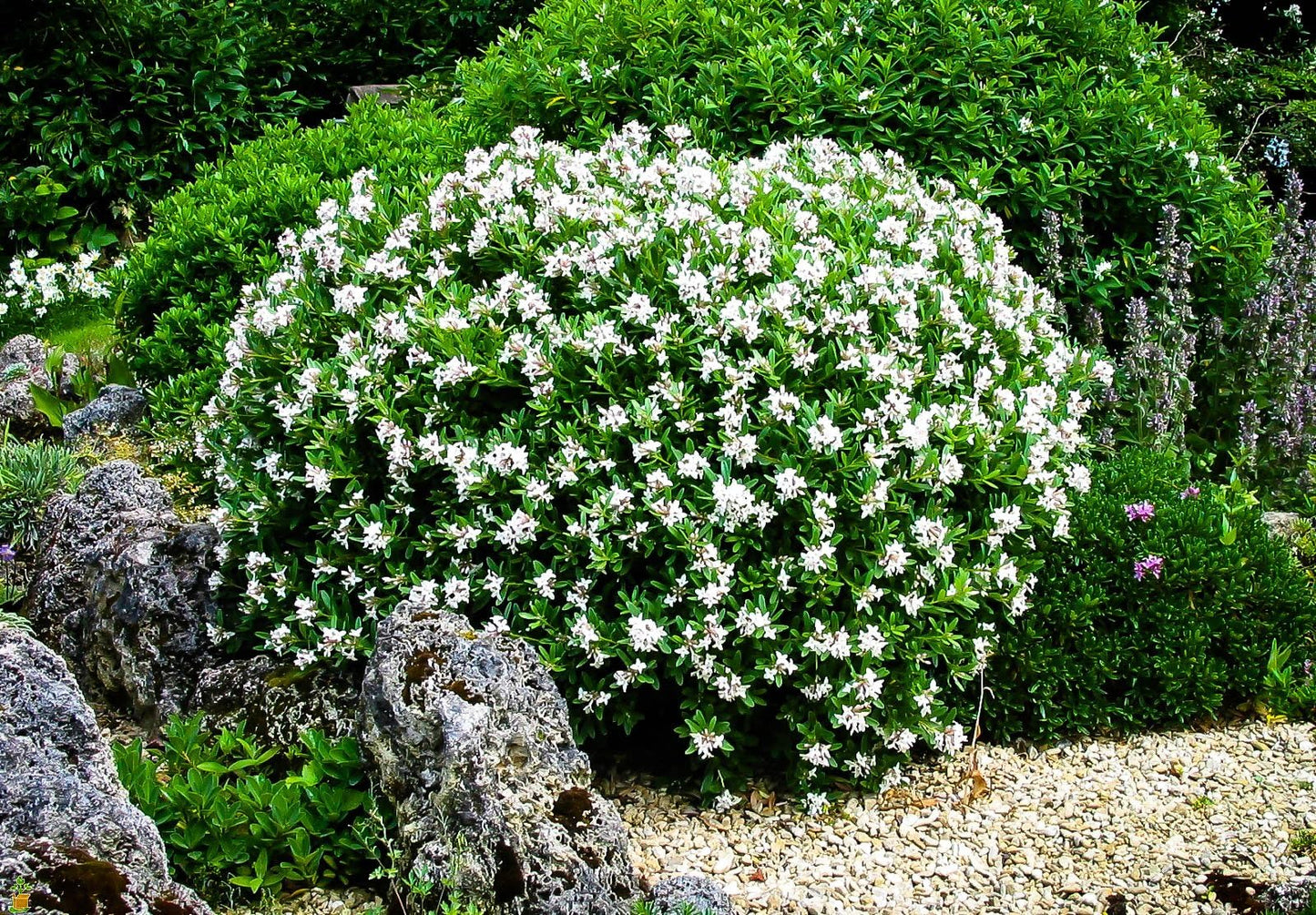 August Beauty | 1 Large Trade Gallon Size Plant | Gardenia Jasminoides | Fragrant Blossoms, Evergreen Shrub, Indoor Outdoor Plant, Ideal for Landscaping, Low Maintenance, Beautiful White Flowers