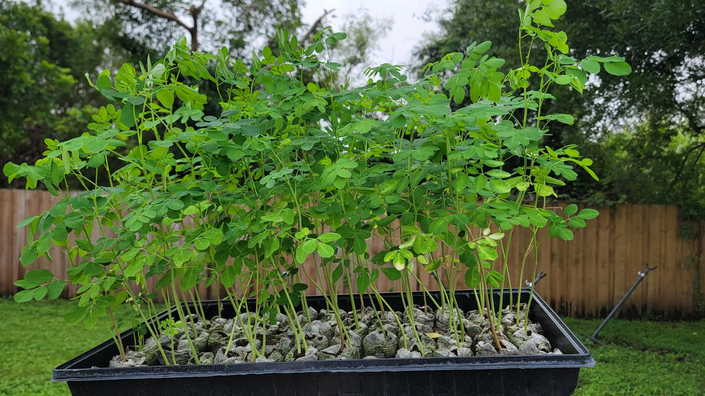 Moringa Plants 5 Moringa Trees Live Plants with Free Moringa Seeds - Moringa Oleifera - Drumstick Tree - Miracle Tree - Natural Herb