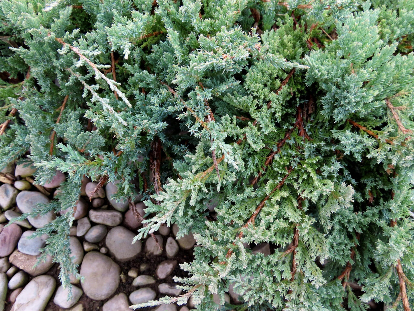 Juniper Blue Chip | 5 Live 4 Inch Pots | Juniperus horizontalis 'Blue Chip' | Low-Maintenance Ground Cover Plants | Drought-Tolerant Landscaping Shrub