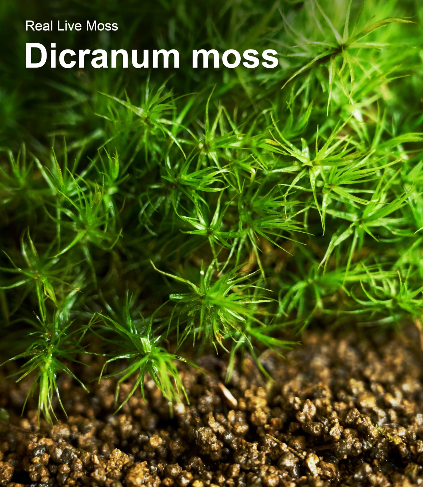 Live Moss 4-Pack (Each 3.5"x7") – Real Mixed Moss for Terrariums, Reptile Habitats, Fairy Gardens & Potted Plants – 4 Random Varieties, Easy to Revive, Natural Green Decor