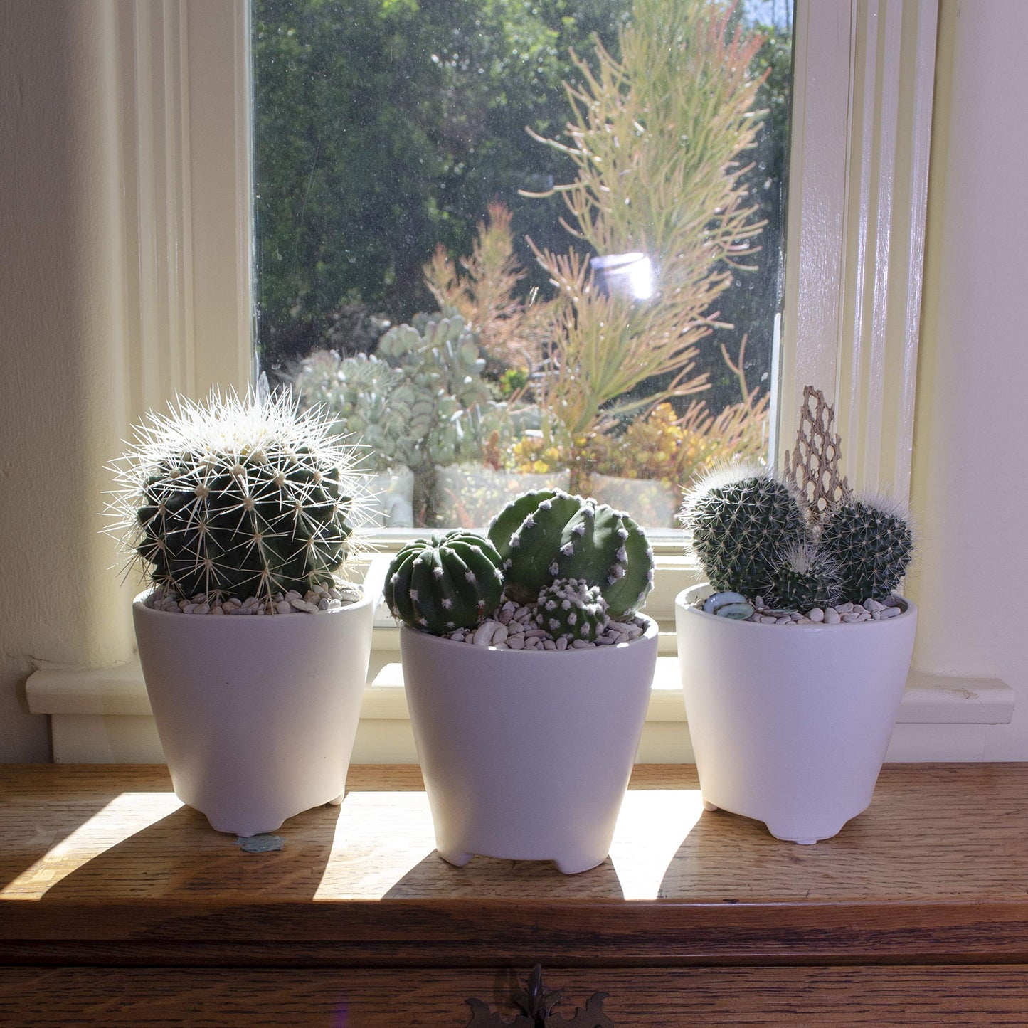 Altman Plants, Assorted Cactus Plants Live Succulents (8 Pack), Live Cactus Plant Lover Gifts, Cacti Succulents Plants Live Houseplants, Succulent Indoor Plants Live Plants in Cactus Soil Potting Mix