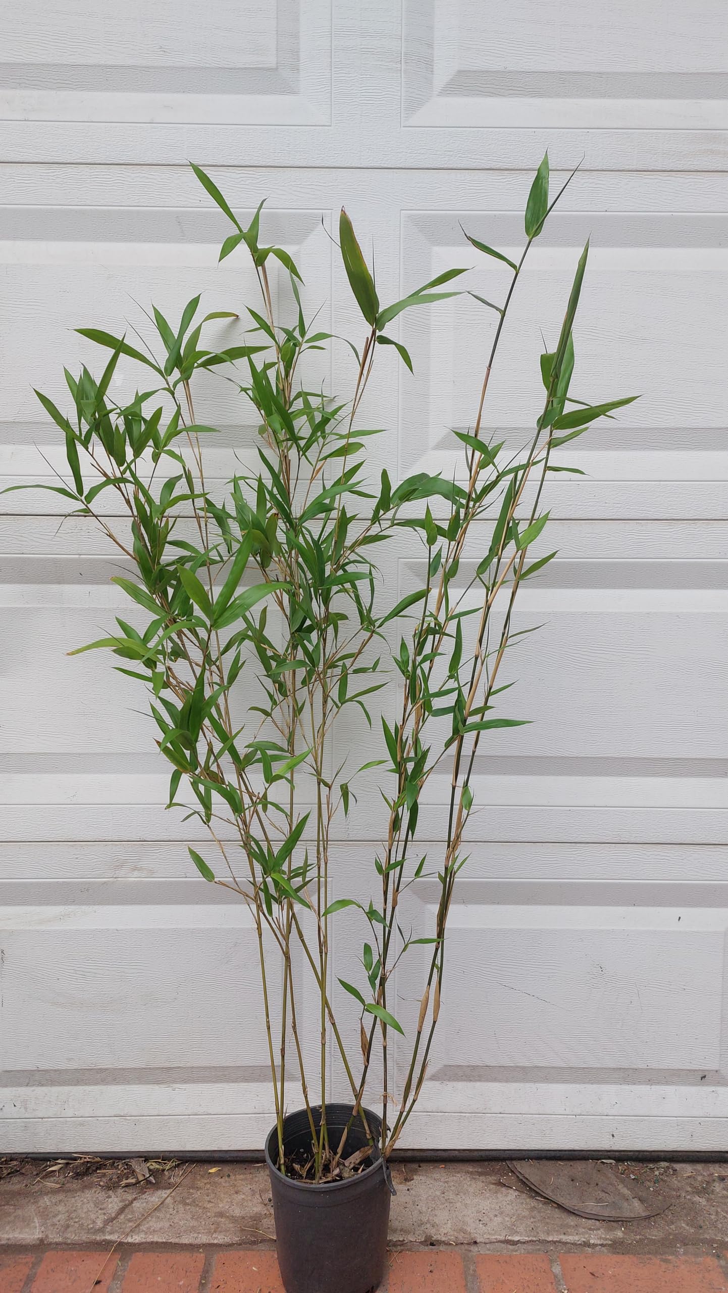 Box of 3 Large Phyllostachys Bissetii Bisset’s Bamboo 3'-4' Tall, 2-3 Years Old.