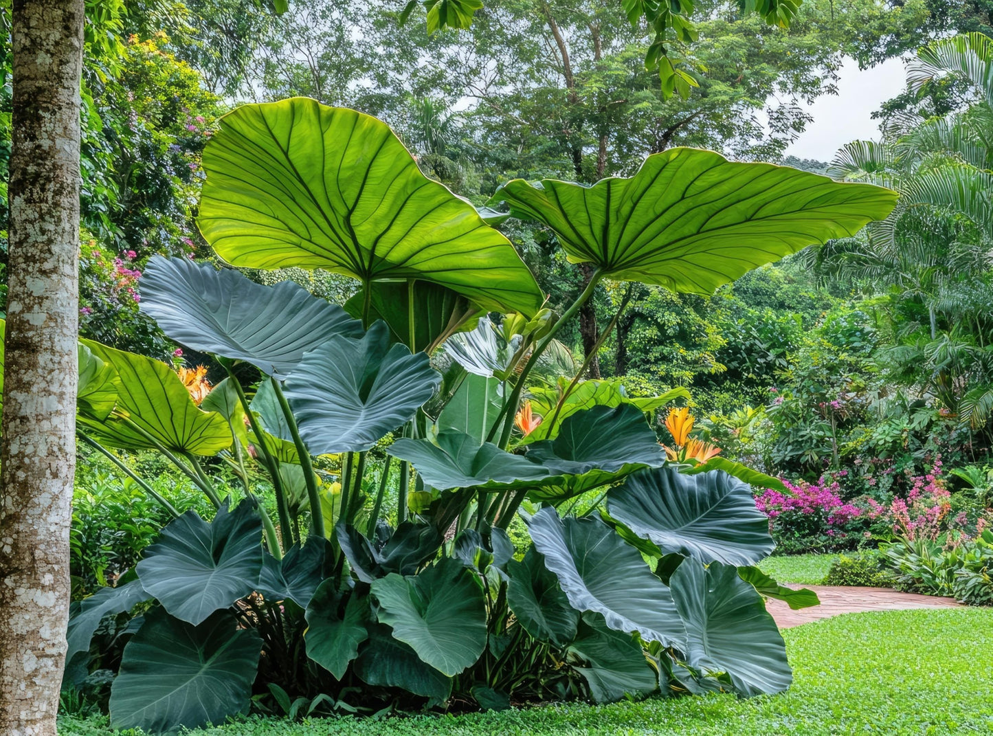 2 Giant Upright Elephant Ear Bulbs for Planting - Huge Leafs that Grow Tall - Colocasia (2 Bulbs)