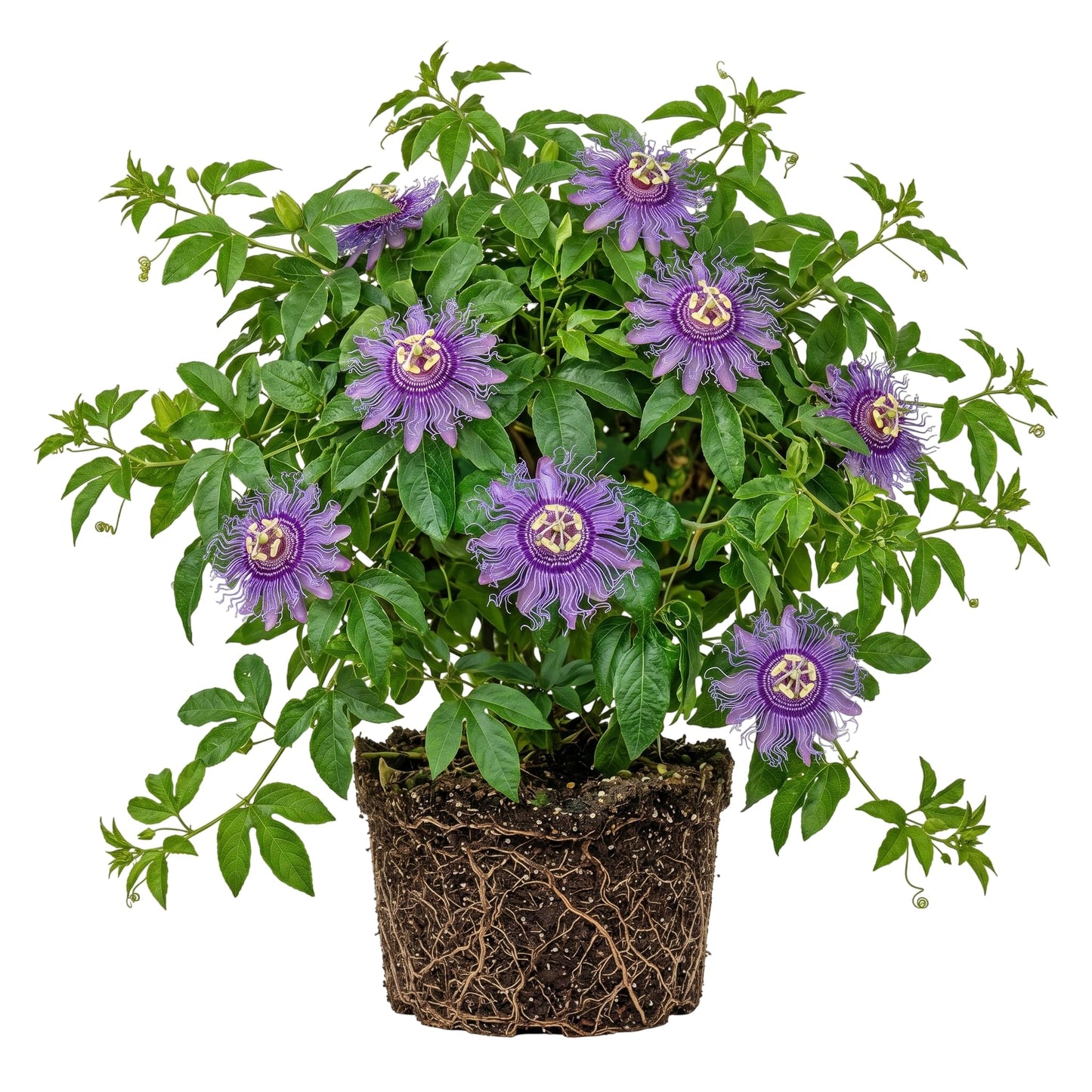 Maypop Incarnata Passiflora Live Plant, Passion Vines Perennial Purple Passionflower Vine Plant Cold Hardy Passion Fruit Tree 4-7 Inch Tall