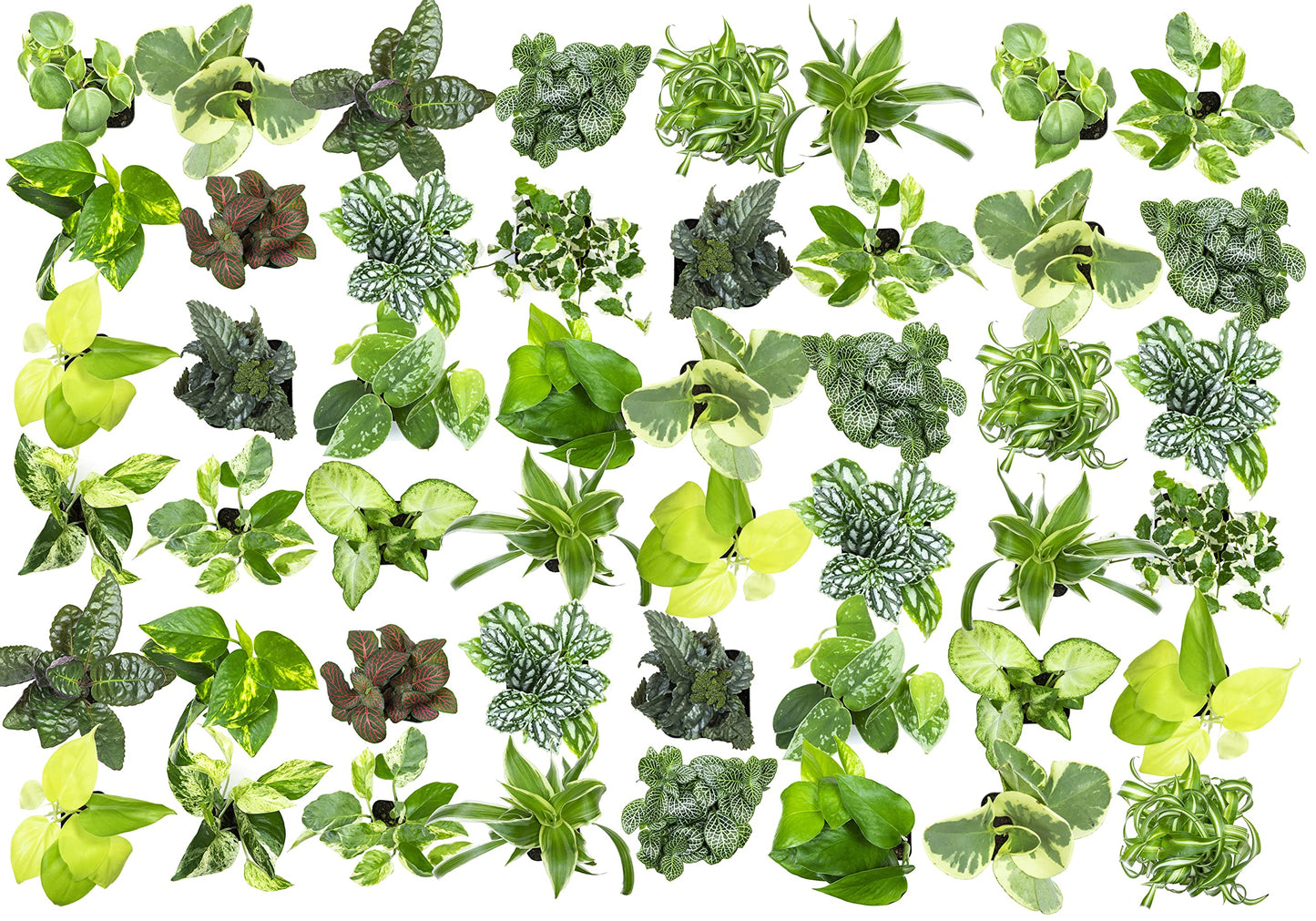 Easy to Grow Houseplants (48 Pack) Live House Plants in Plant Containers, Growers & Easy to Grow Houseplants (Pack of 6), Live House Plants in Containers, Growers Choice Plant Set in Planters