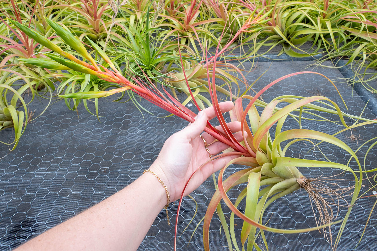 Air Plant Shop Tillandsia Roland Gosselini - Live Succulent House Plants - Home and Garden Decor - Easy Care Indoor and Outdoor Plants (Pack of 1)