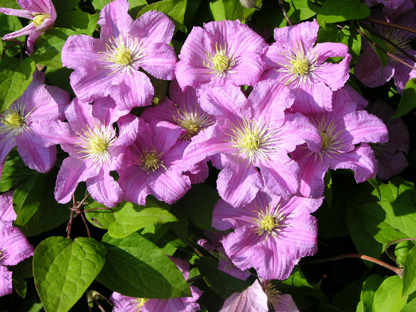 Clematis Comtesse de Bouchard - Live Plant in a 4 Inch Growers Pot - Clematis 'Comtesse de Bouchard' - Starter Plants Ready for The Garden - Beautiful Pink Bloom Flowering Vine