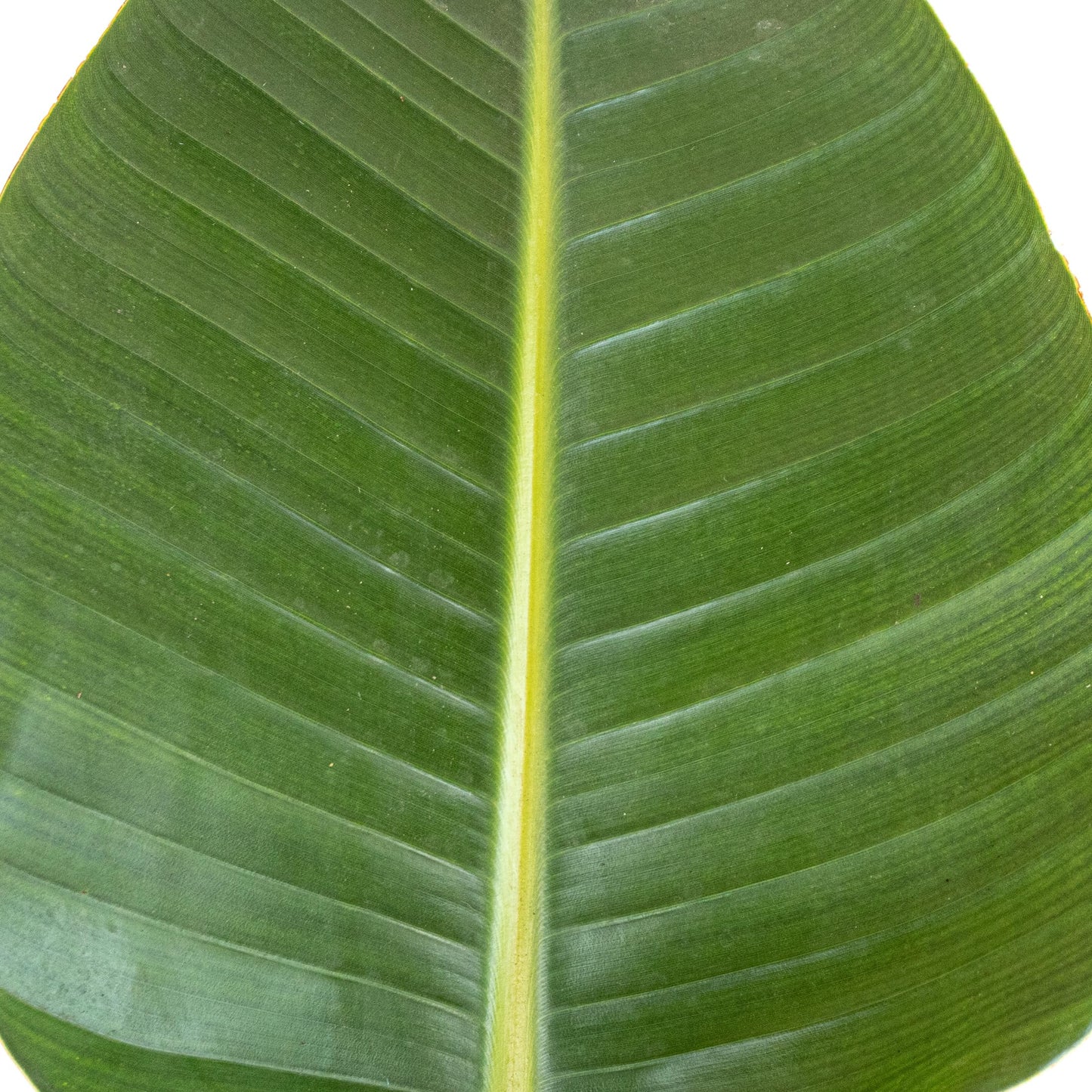 White Bird of Paradise Live Plant by United Nursery, Strelitzia Nicolai 32–36 inches Tall, 10 inch Plant Pot, Large Indoor House Plant for Office, Patio and Home Decor