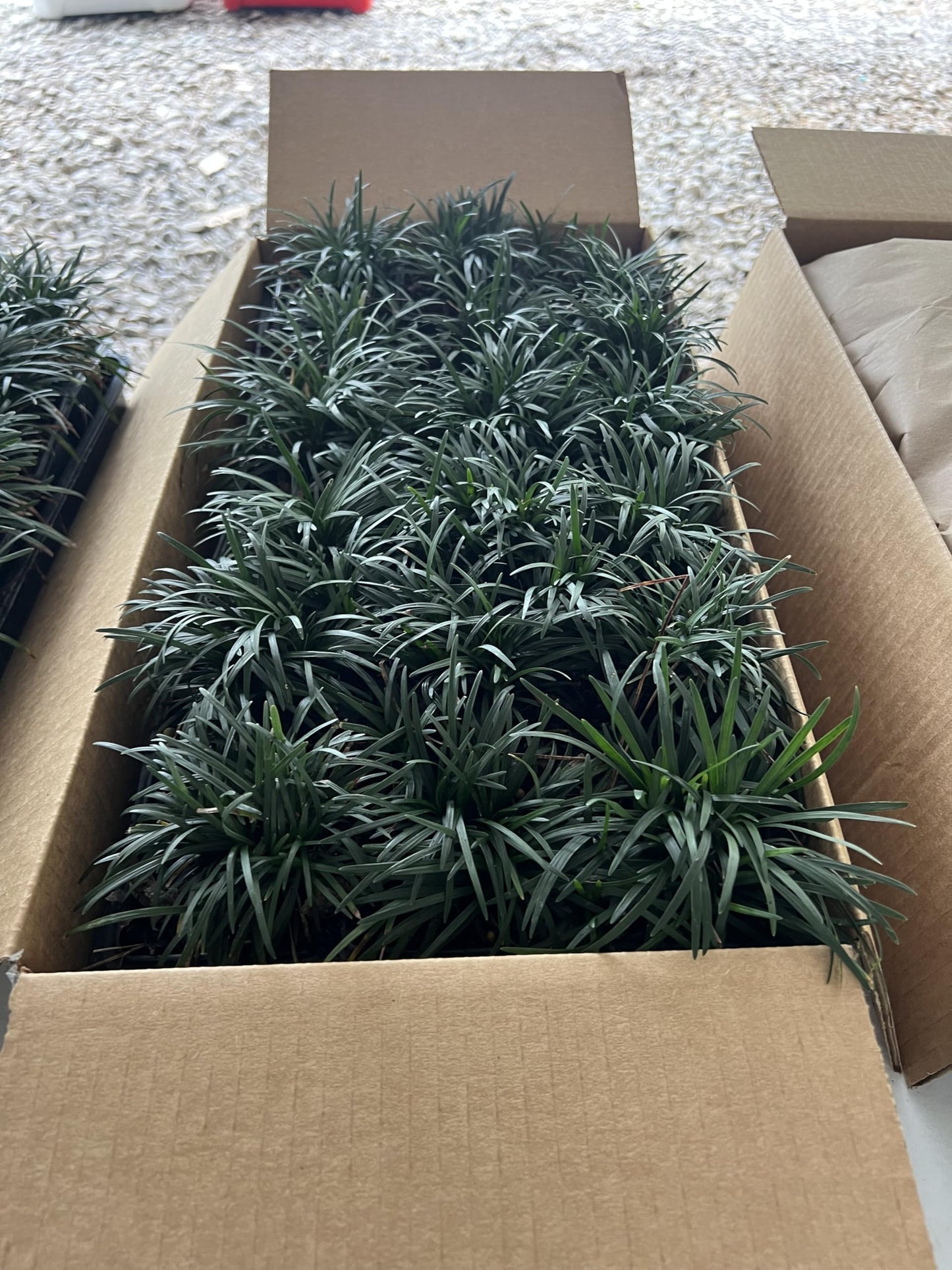 Dwarf Mondo Grass, (Ophiopogon japonicus) 'Nanus', 4-6 Inches Tall 18 Count, 3-inch pots