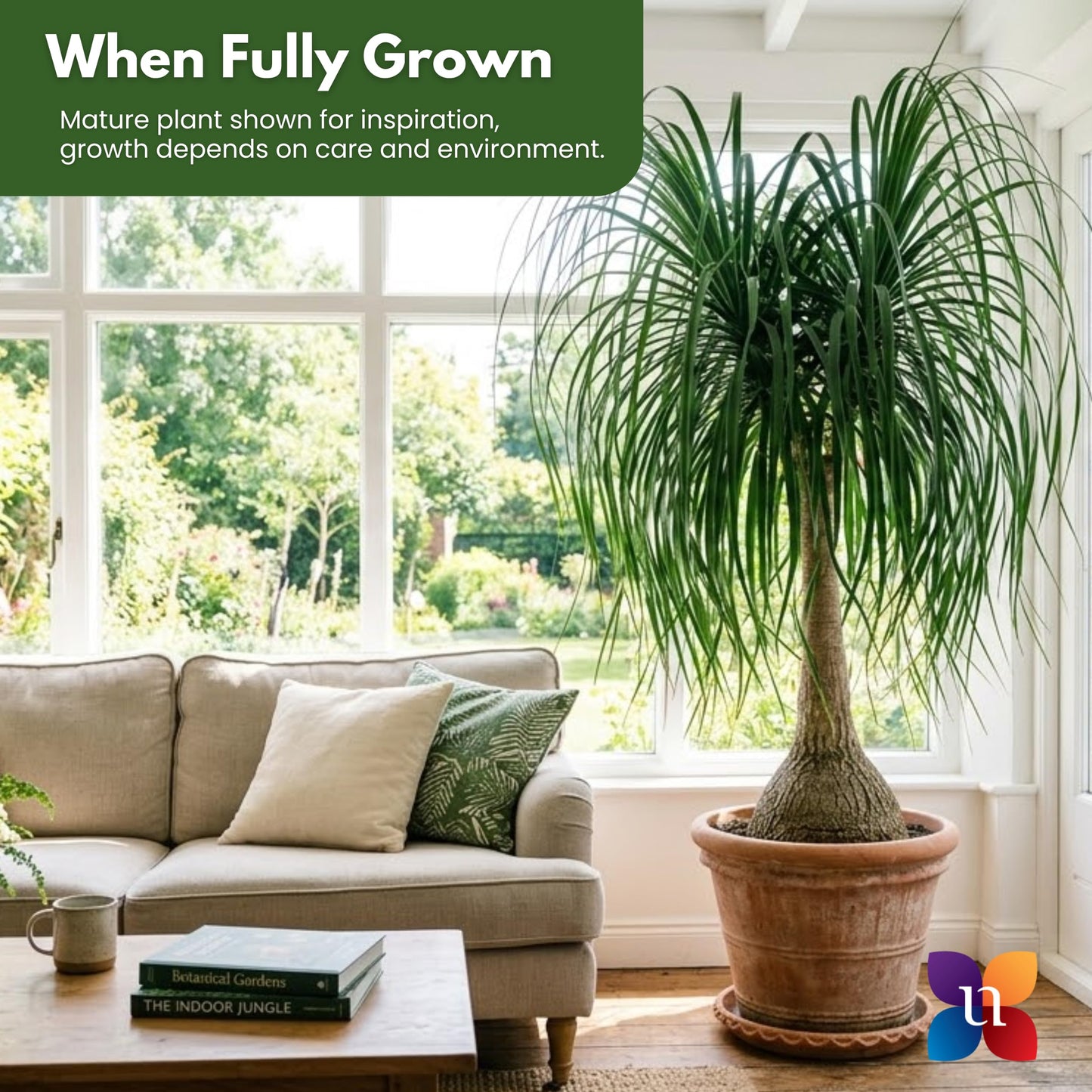 Ponytail Palm Live Plant by United Nursery in 6-in White Decorative Pot, Easy to Maintain Indoor House Plant for Home, Patio, or Office Decor