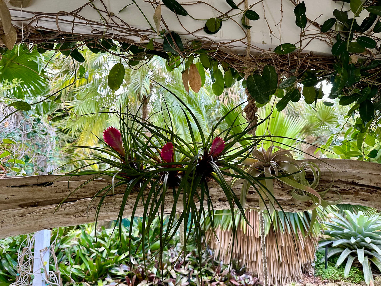 Live Air Plants – Flowering Tillandsia Cyanea, Giant 15-18" in a 4" Growers Pot - 1ct - Live Arrival Guaranteed - House Plants for Home Decor & Gift