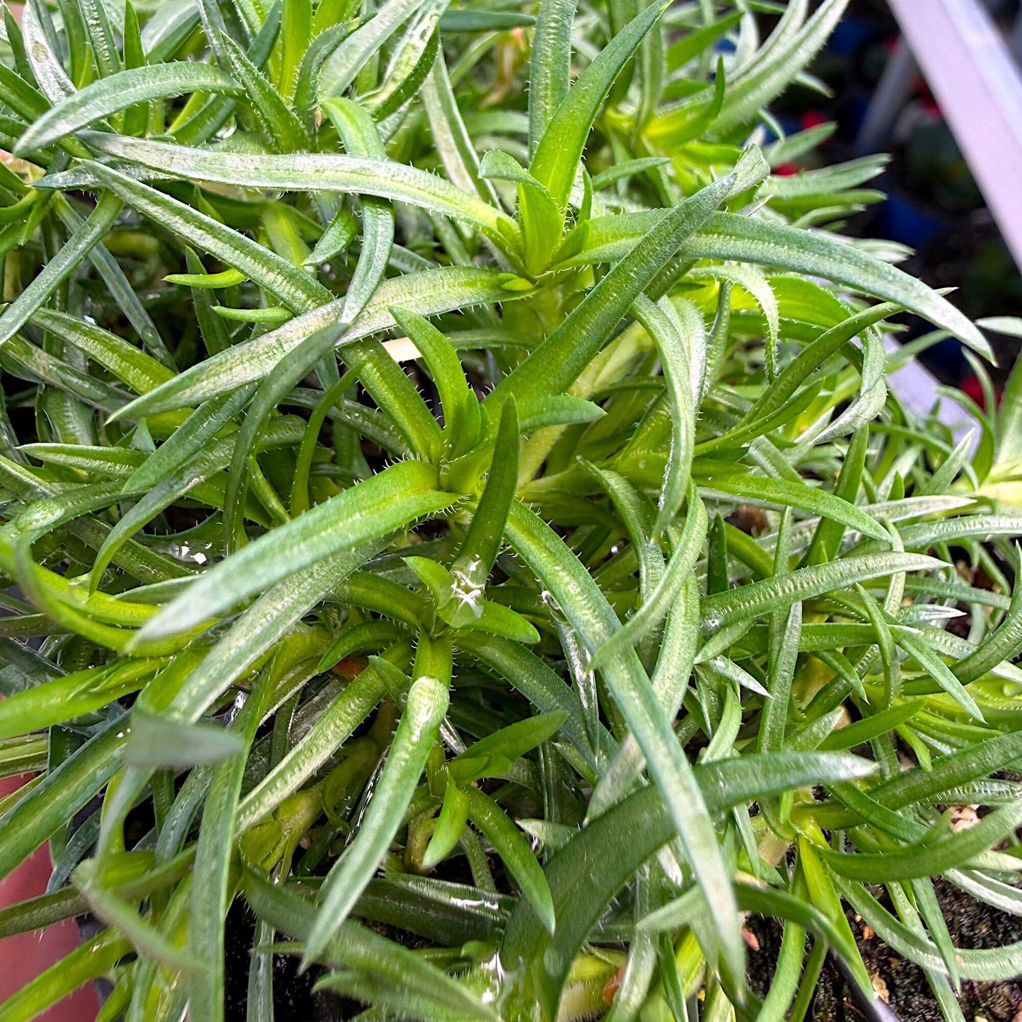 Phlox subulata ‘Amazing Grace’, Creeping Phlox, Moss Phlox, Moss Pinks, Ground Cover, Evergreen with Showy White Flowers, Container Size: 4X 2.63x1.72x2.75