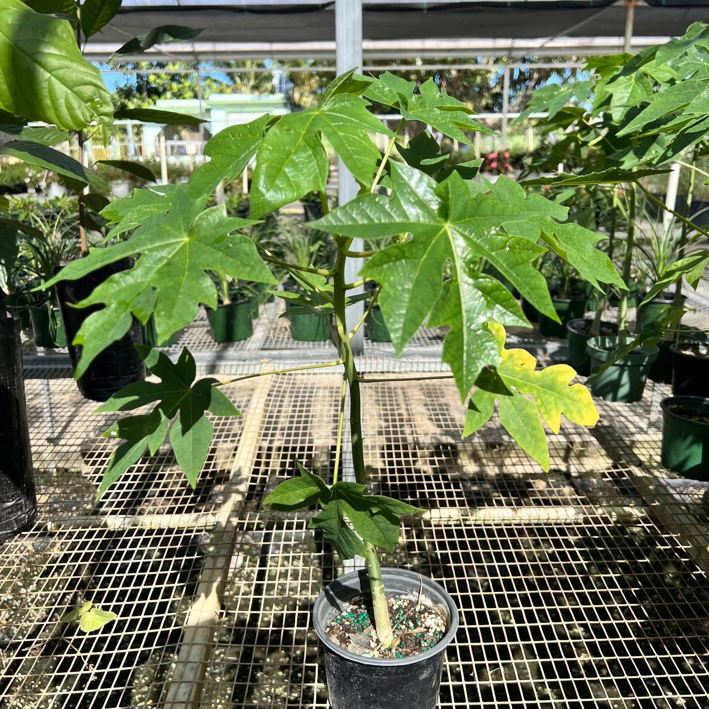 Live Plant - Hanging Papaya (Carica Papaya) Live Fruit Tree 1’-2’