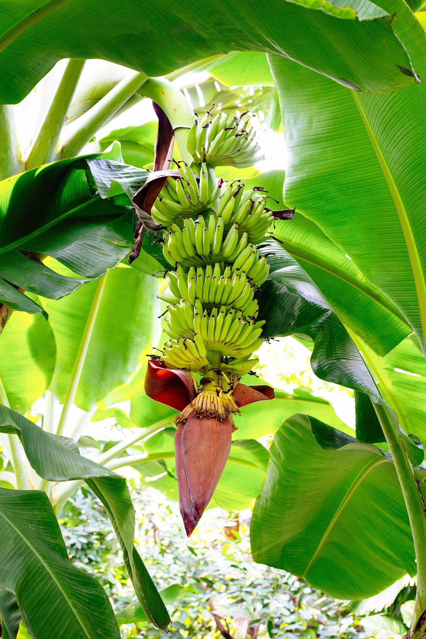 Banana Basjoo (Musa basjoo) Plants (4 Pack) – Live Plants for Planting, Cold Hardy Banana for Lush Tropical Look, Fast Growing Garden or Patio Foliage, Thrives in Zones 5–11