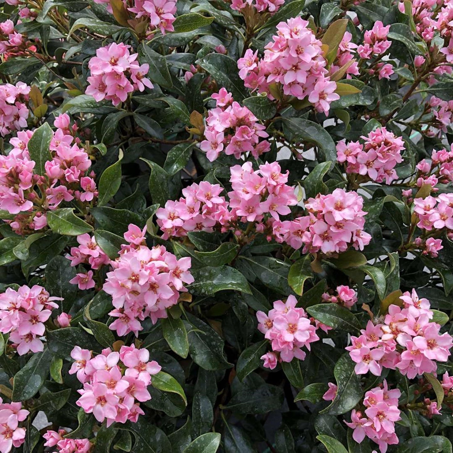 La Vida Mas® Indian Hawthorn - Rhaphiolepis Indica - Proven Winners - 4" Pot