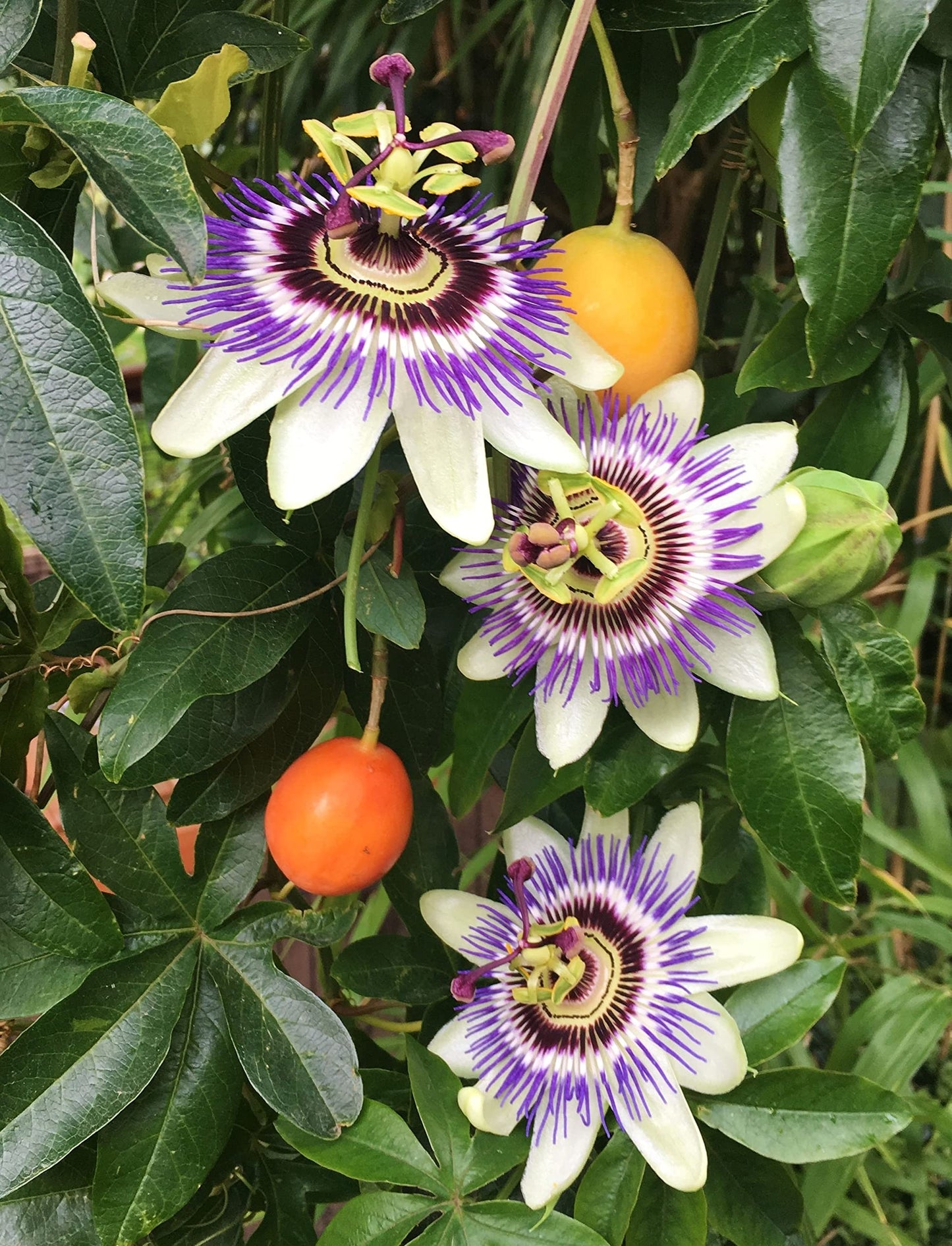 Passion Fruit Plant - Live Plant in a 4 Inch Growers Pot - Edible Fruit Bearing Vine for The Patio and Garden