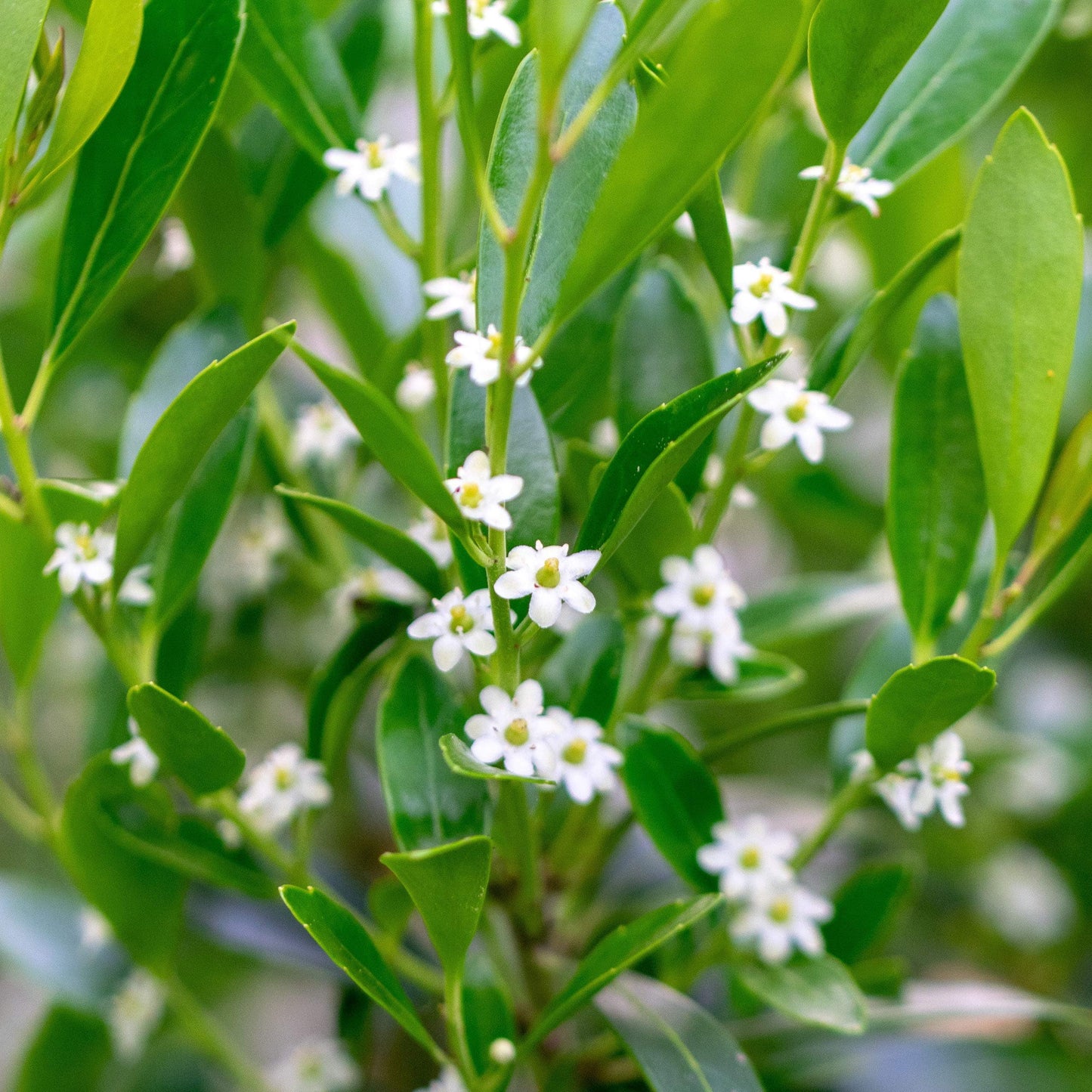 Inkberry Holly Shrub | Ilex Glabra | 10 Live Plants | Cold Hardy | Excellent Border Shrub & Foundation Hedge