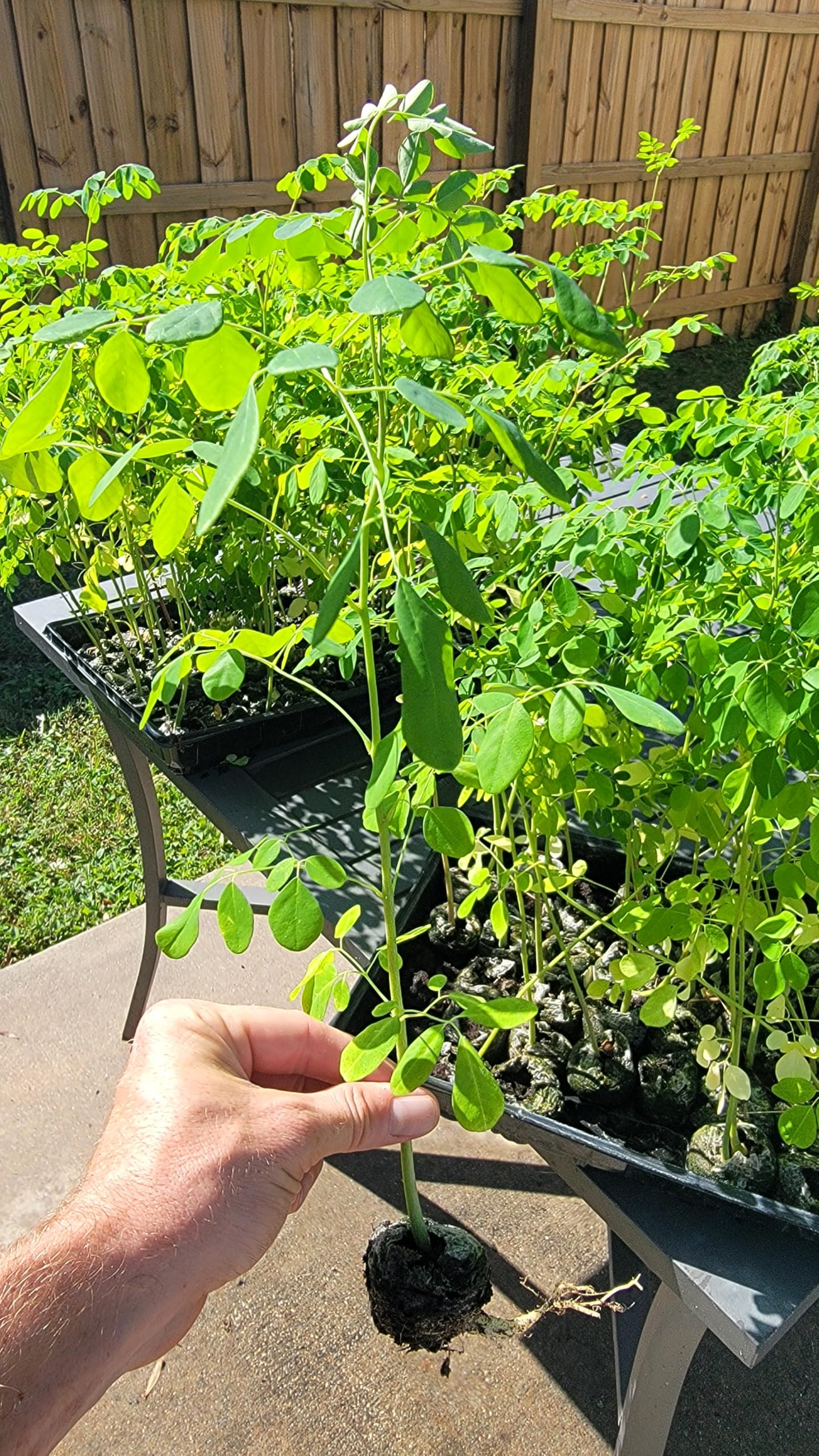 Moringa Trees 5 Live Moringa Plants with Moringa Seeds - Organically Grown - Non-GMO - Miracle Tree - Moringa Oleifera - Herb, Drought-Tolerant, Resilient, Hardy
