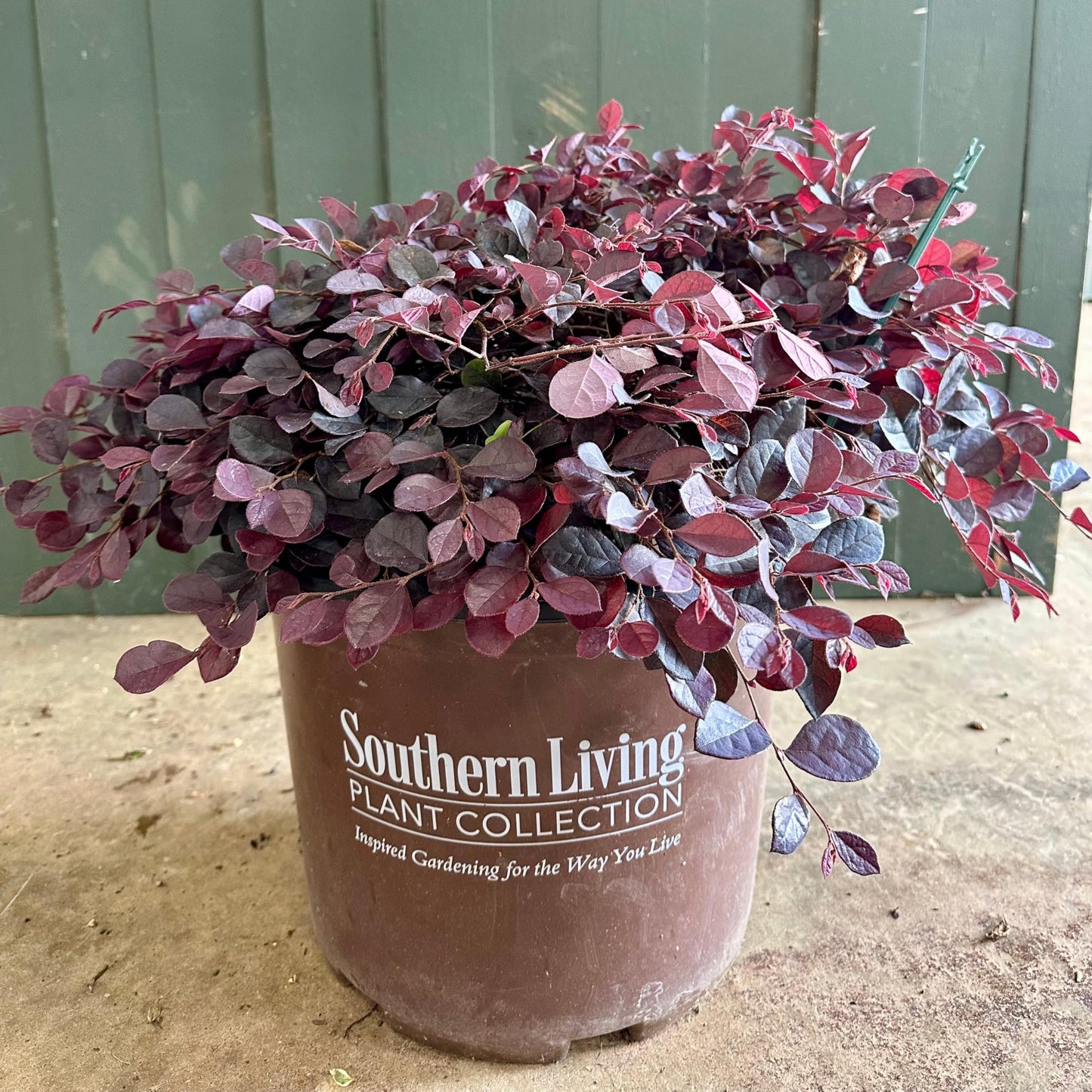 Cerise Charm™ Loropetalum 3-Gallon