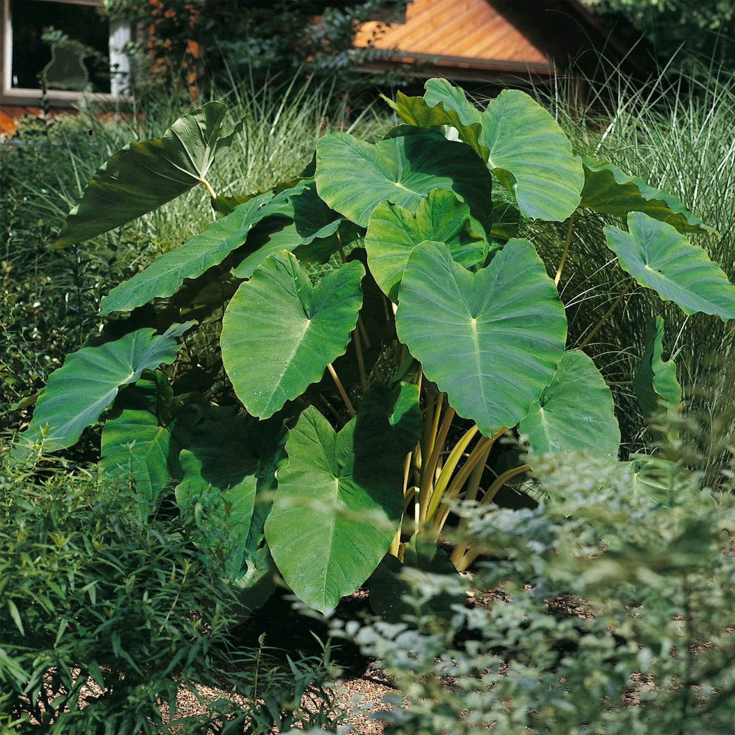 Garden State Bulb Colocasia Esculenta Elephant Ear Bulbs, 7/9 inches, Spring Planting (Bag of 5)