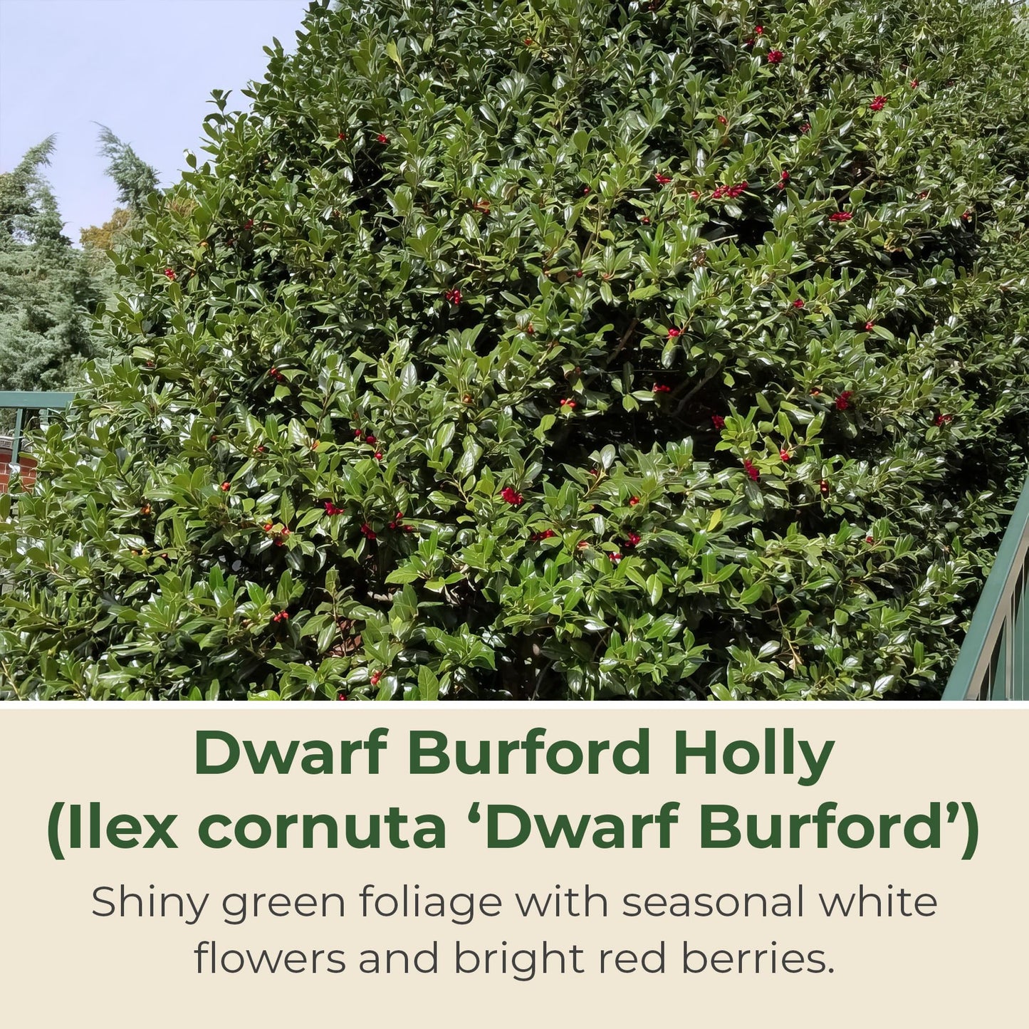 Holly Dwarf Burford Shrub – Compact Upright Evergreen Holly w/Small Showy White Flowers & Bright Red Berries for Formal Hedges & More - Grows Up to 10 ft in 3 Gal Grower Pot, USDA Zones 7–9, 1-Pack