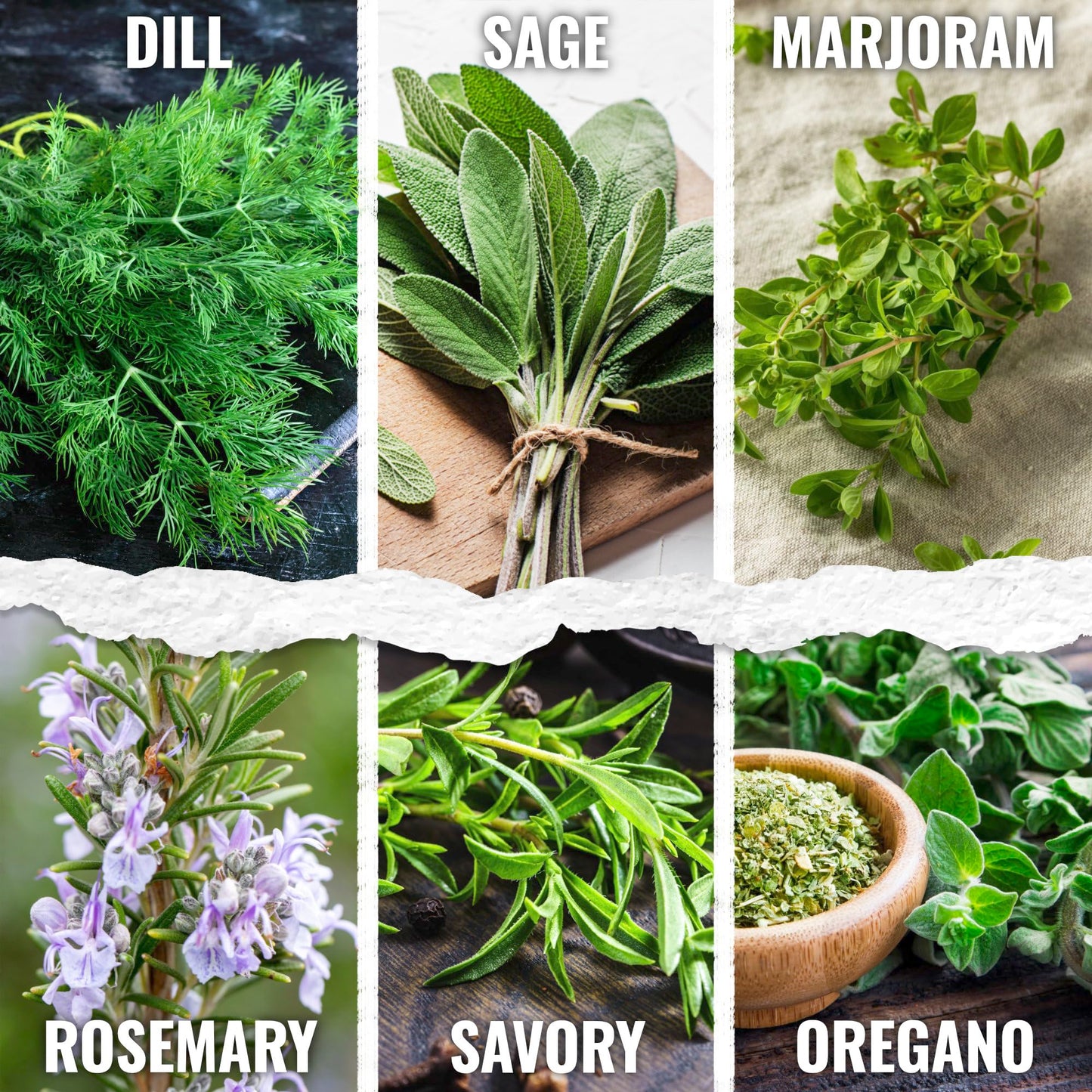 Seed Needs Herb Seeds Variety Pack Culinary Herb Collection (12 Individual Packets for Planting Indoors or Outdoors) Grow Your Own Herb Garden - Heirloom, Non-GMO