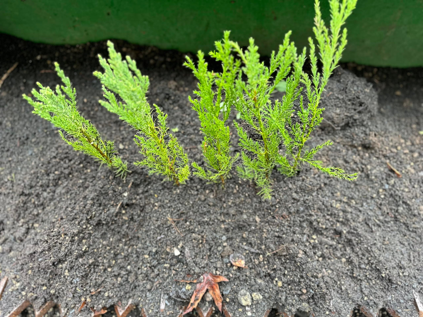 5 Live Giant Sequoia Tree Sapling (Approx. 1'-1.5' Tall)- Nature’s Giant in Your Backyard