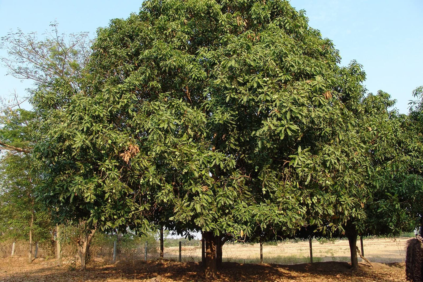Mango Tree - Live Fruit Tree in a 3 Gallon Pot - Mangifera Indica 'Miracle Mango' - Tropical Edible Fruit Bearing Tree