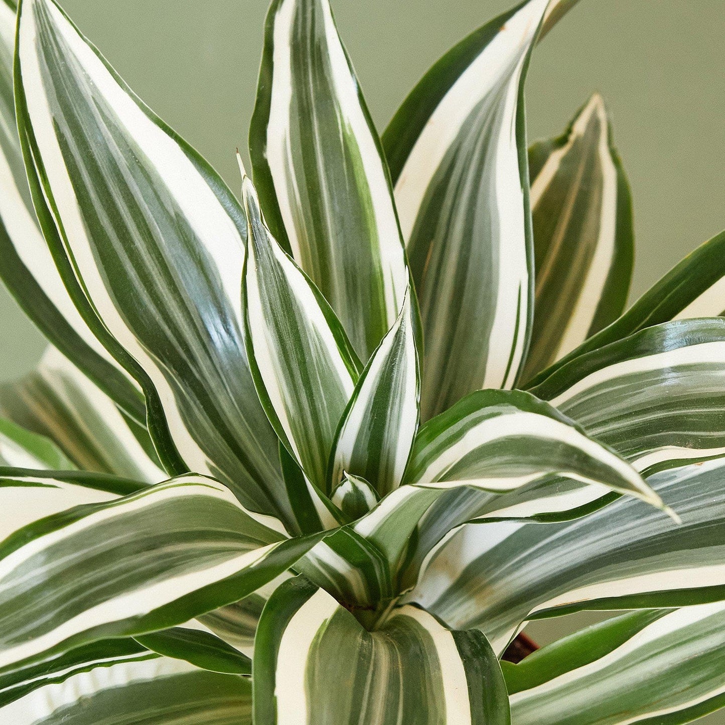 Dracaena 'Warneckii White Jewel' | Live Plant for Indoor & Outdoor | for Living Room, Office, Bathroom | (4" Pot)