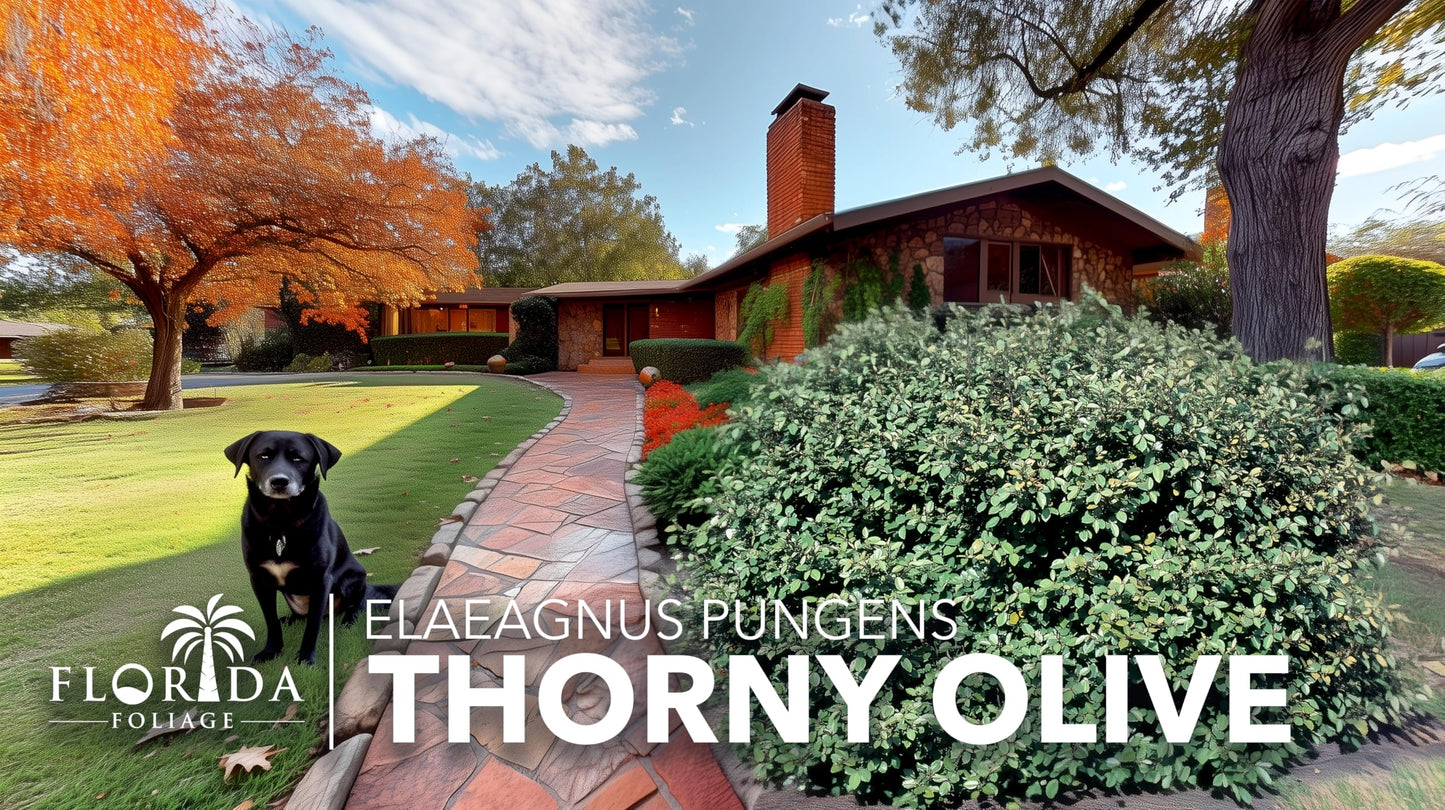 Elaeagnus Pungens I 20 Live Plants I Thorny Olive I Hardy Evergreen Shrub with Fragrant Blooms, Perfect for Hedges, Screening & Ornamental Garden Display