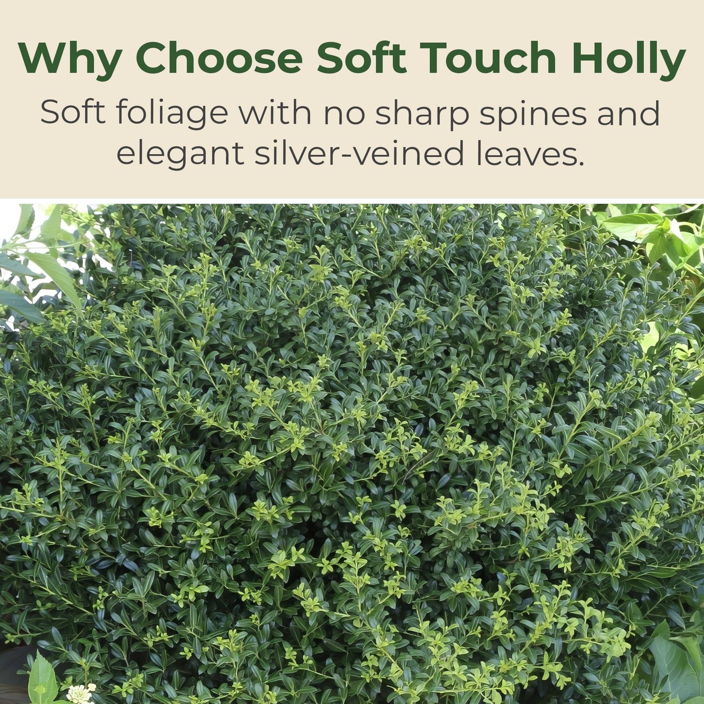 2.25 Gal. Holly Soft Touch Shrub - Glossy Evergreen Shrubs w/Interesting Silver Midvein - Hardy, Low Maintenance Outdoor Shrubs - Fresh Holly Shrub for Hedges, Privacy Screens, Borders & More