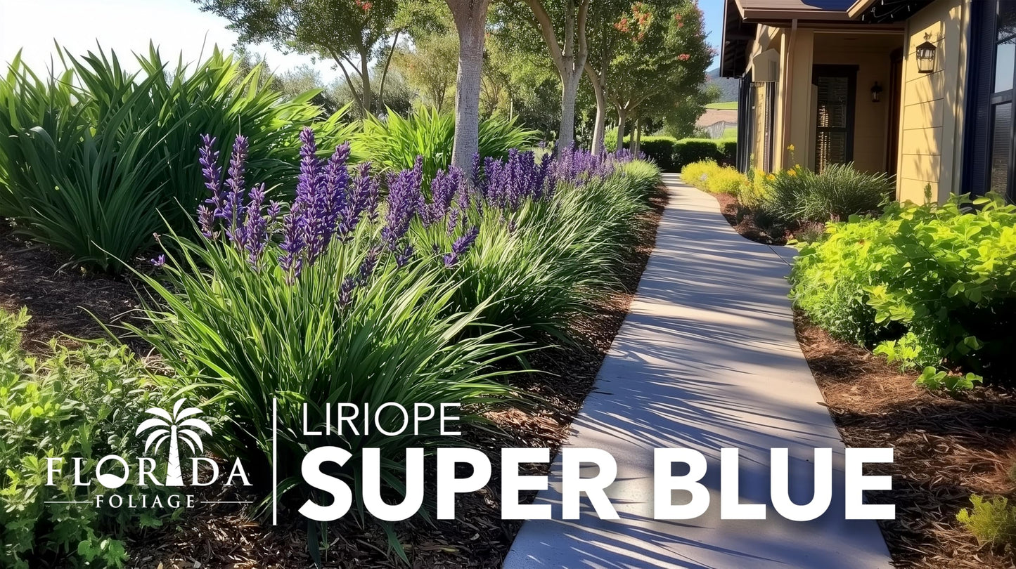 Super Blue | 20 Live Plants | Liriope Muscari | Ground Cover Plant, Ornamental Grass, Drought Tolerant, Low Maintenance, Evergreen Foliage, Purple Flower Spikes, Shade Garden Favorite, Easy to Grow