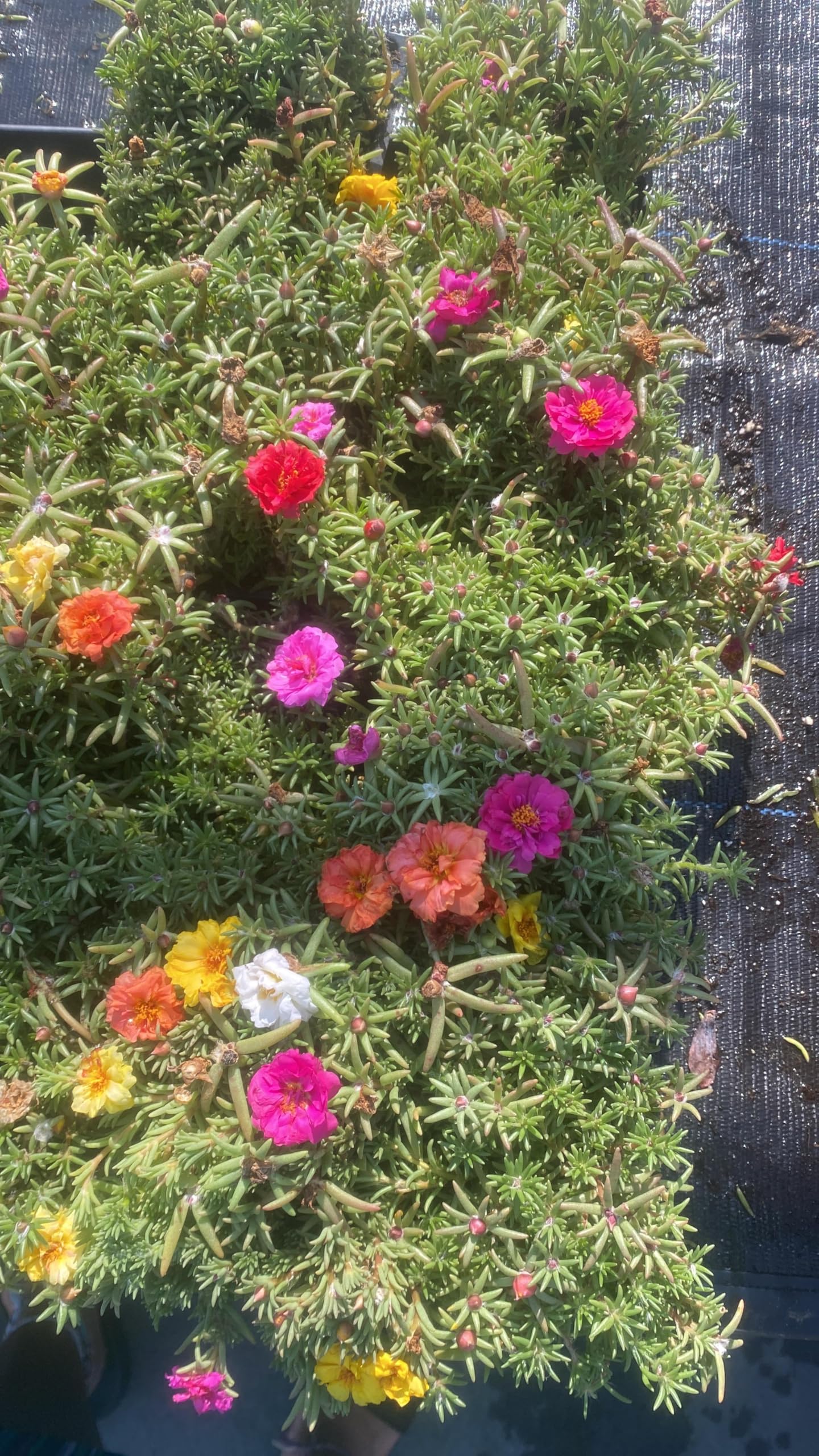 Portulaca Moss Rose Mix, 4 Pack Live Plants, Multi-Color Summer Blooming Flowers, 6 Inches Height. California Delivery
