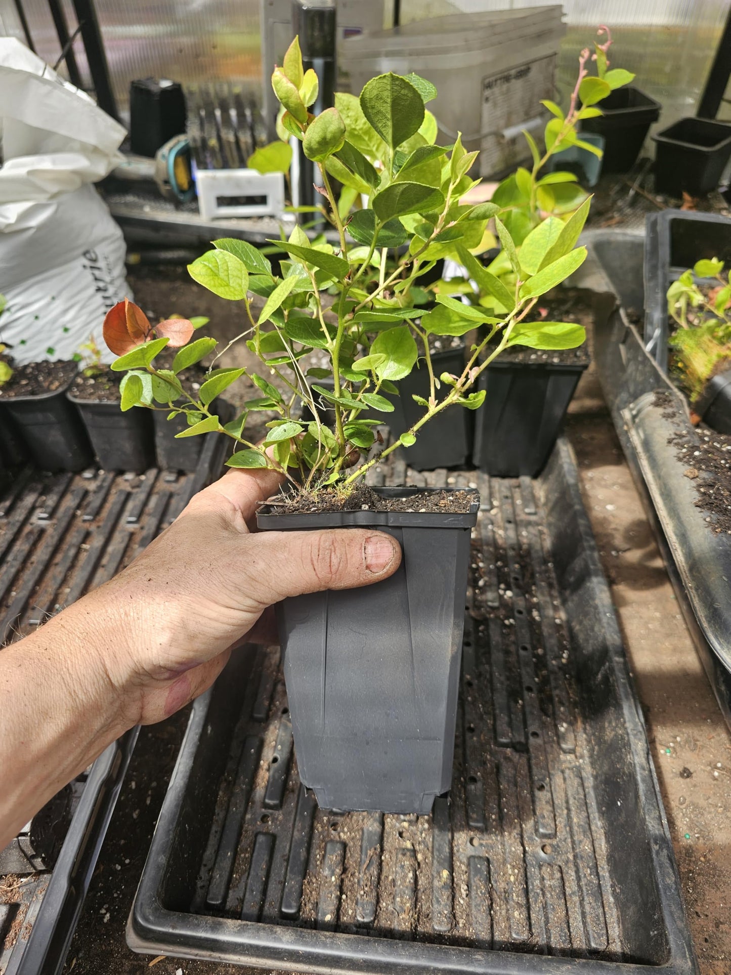 2-Pack Large Live Salal Berry Bush Plant, in 6" Pot, Poor Mans Blueberry