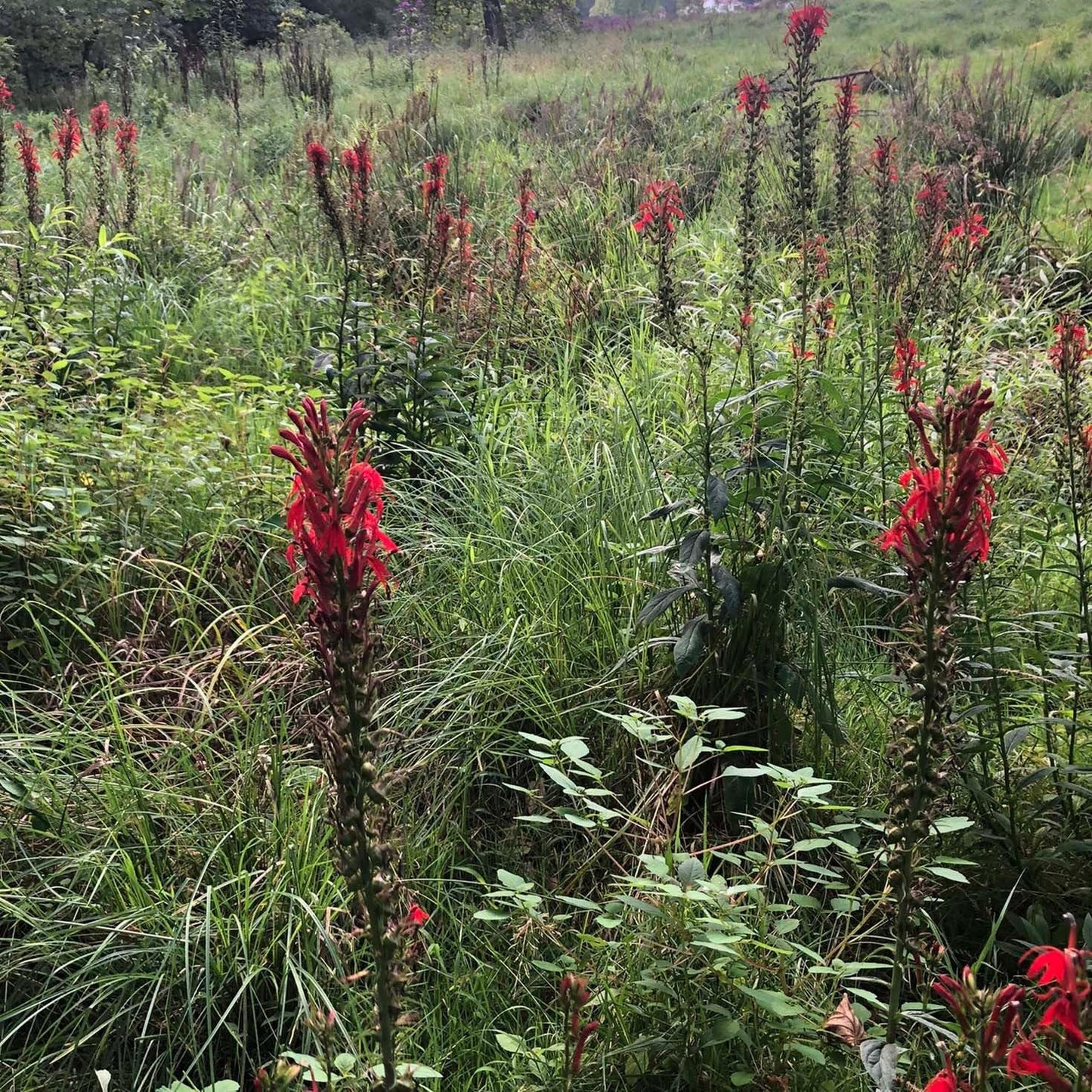 Cardinal Flower Seeds (Lobelia cardinalis) 1000 Seeds (0.1 Grams) - Scarlet Lobelia, Great Lobelia, Red Lobelia Bulk Seeds by Smoke Camp Crafts
