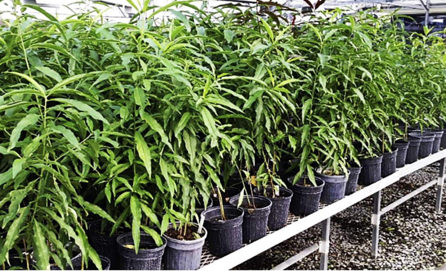 Prunus persica Nemaguard (Peach Seedling) Live 1-2 y.o. Plant