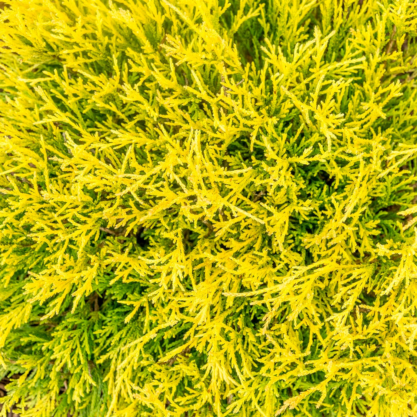 Direct Gardening Golden Mop Falsecypress Potted Evergreen Starter Shrub