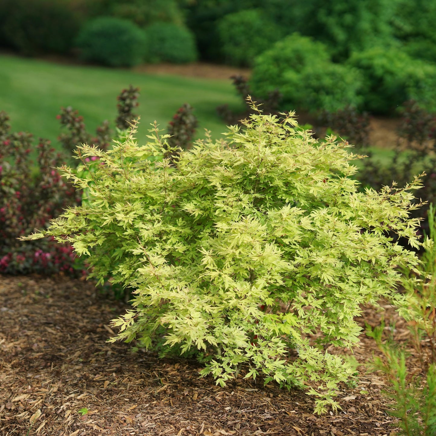 Proven Winners Metamorphosa Japanese Maple (Acer palmatum) Live Plant, 4.5" Qt, 4 Pack