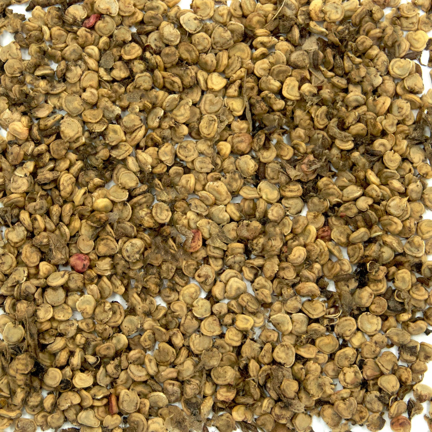 Eastern Prickly Pear Cactus Seeds (Opuntia humifusa) Packet of 5 Seeds
