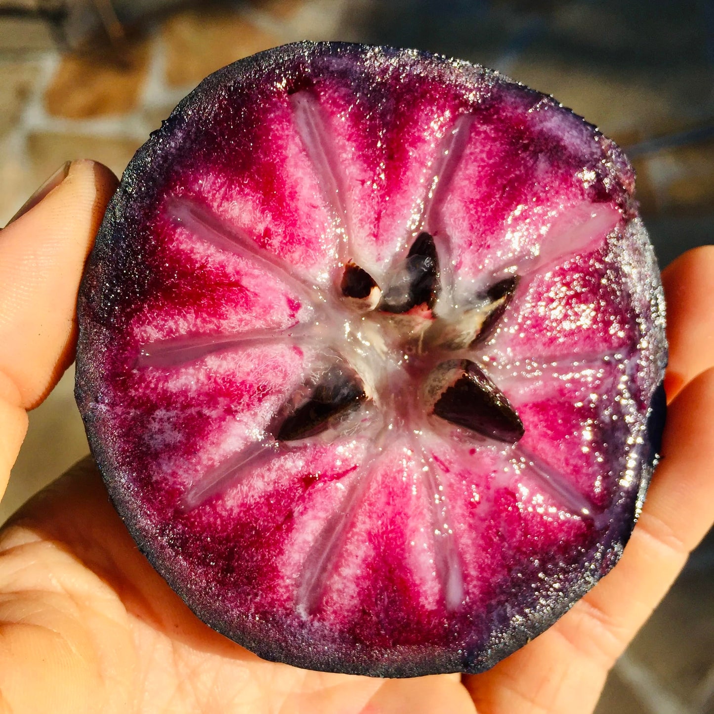 Caimito Tree (Chrysophyllum cainito) – Star Apple Live Tropical Fruit Plant 1–2 ft Tall TROPICALPLANTAE