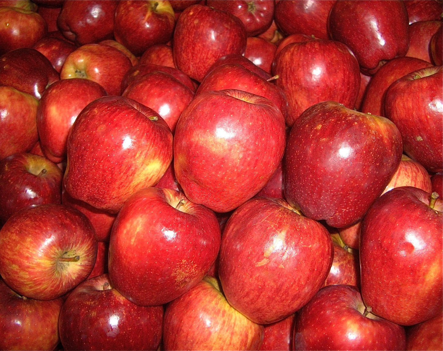 TomorrowSeeds - Red Delicious Apple Tree Seeds - 120+ Count - for 2026 Planting Malus Pumis Common Domestic American Pink Flowering Blossoms Perennial Fruit Trees Perennial Grow Your Own Home Farm
